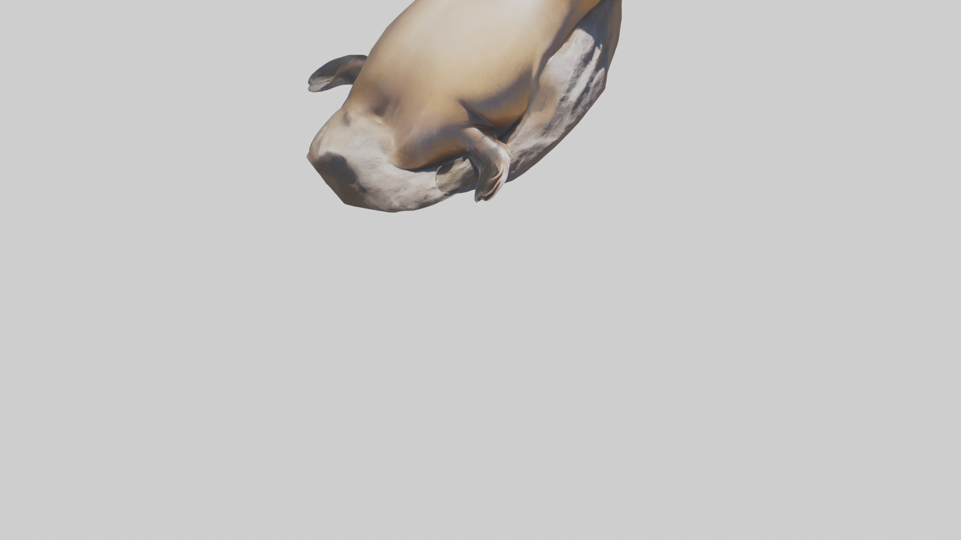 California Sea Lion sunbathing model Low-poly 3D model_6