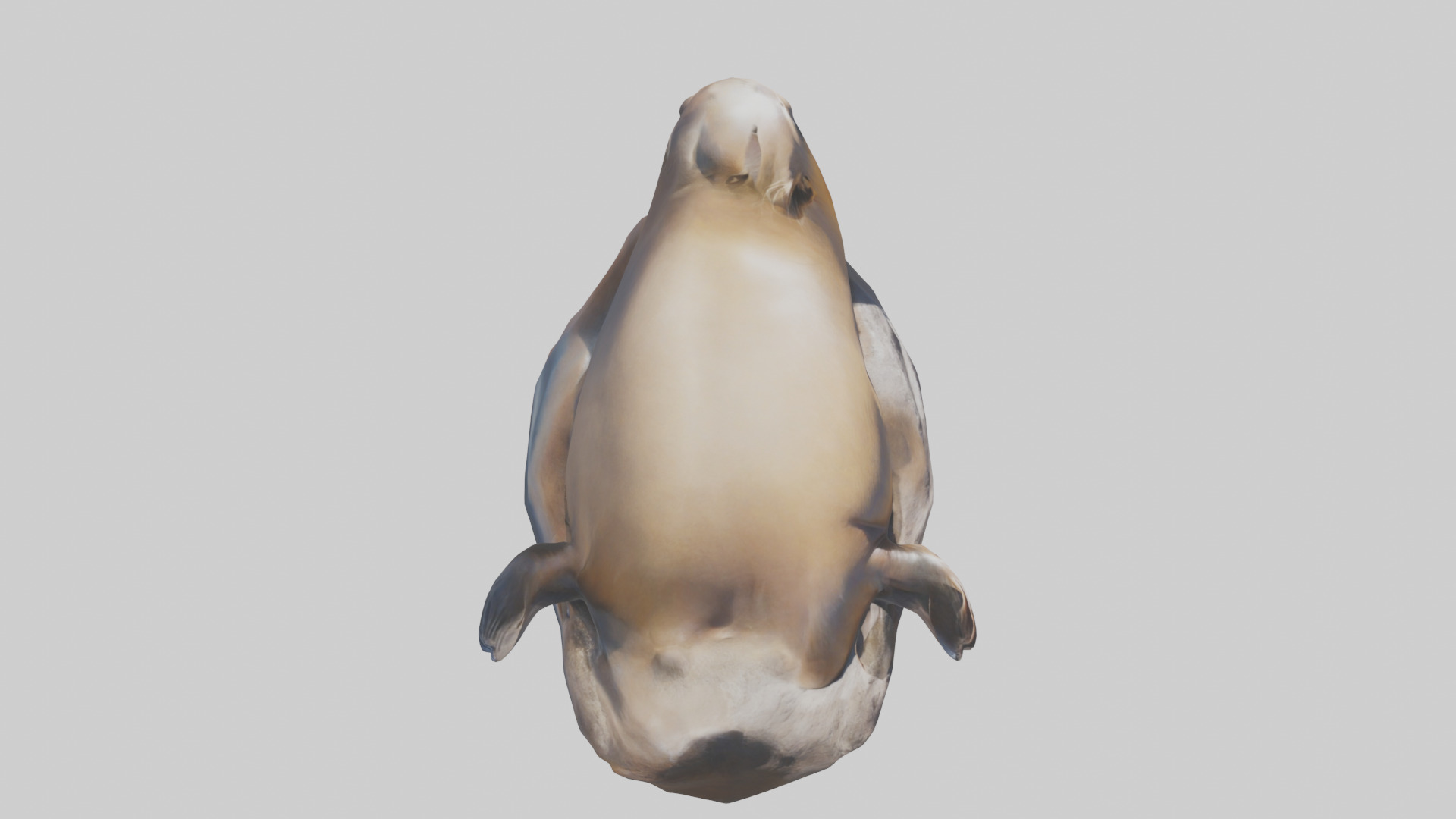 California Sea Lion sunbathing model Low-poly 3D model_28