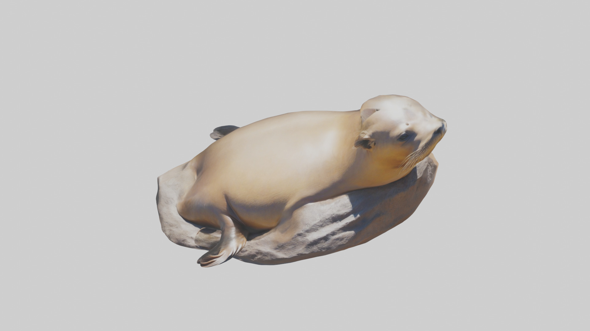 California Sea Lion sunbathing model Low-poly 3D model_26