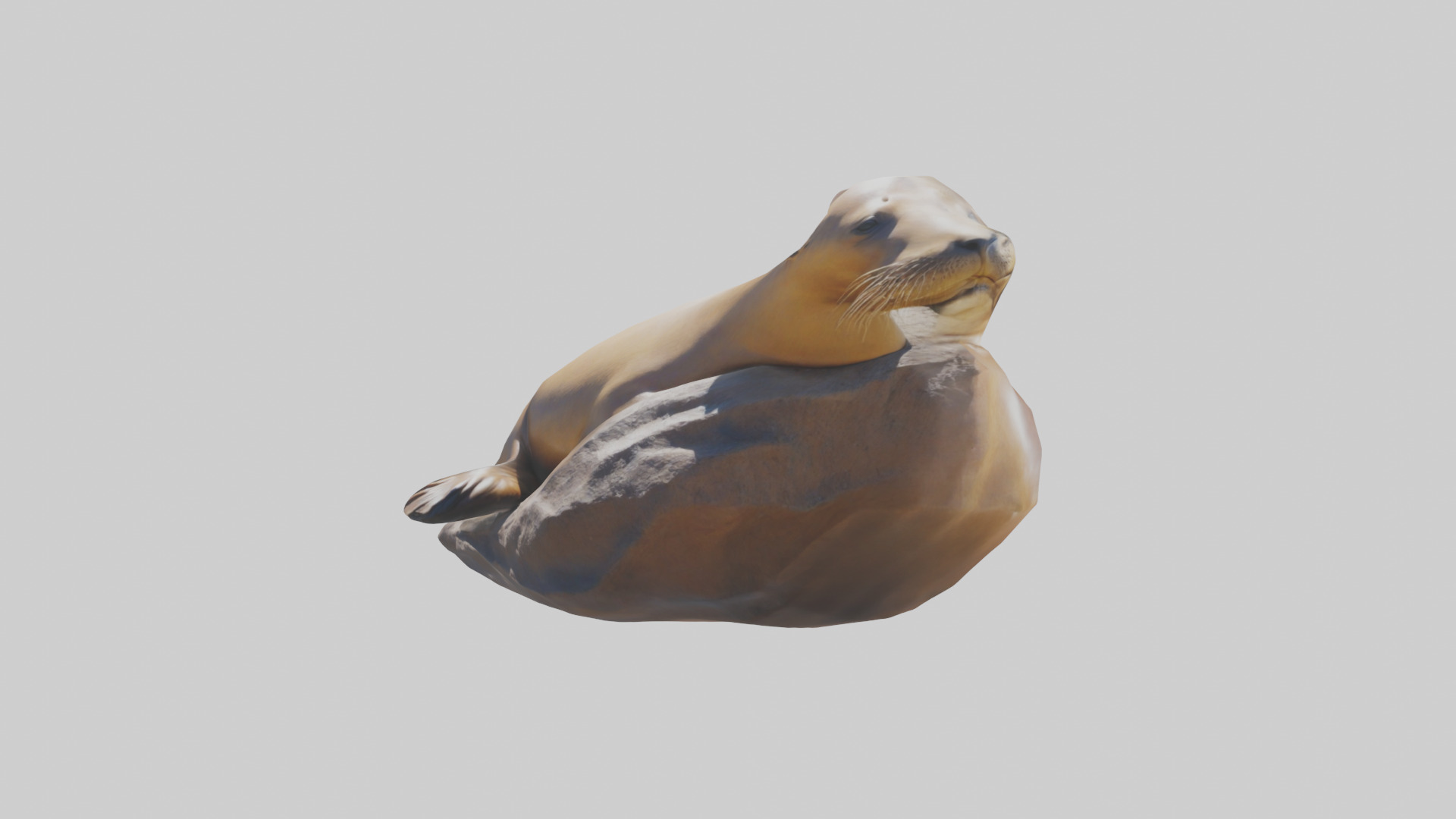 California Sea Lion sunbathing model Low-poly 3D model_8