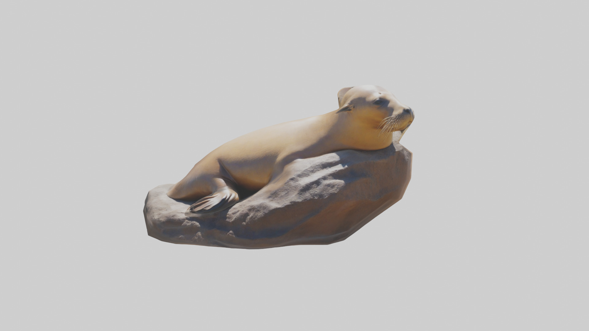 California Sea Lion sunbathing model Low-poly 3D model_17