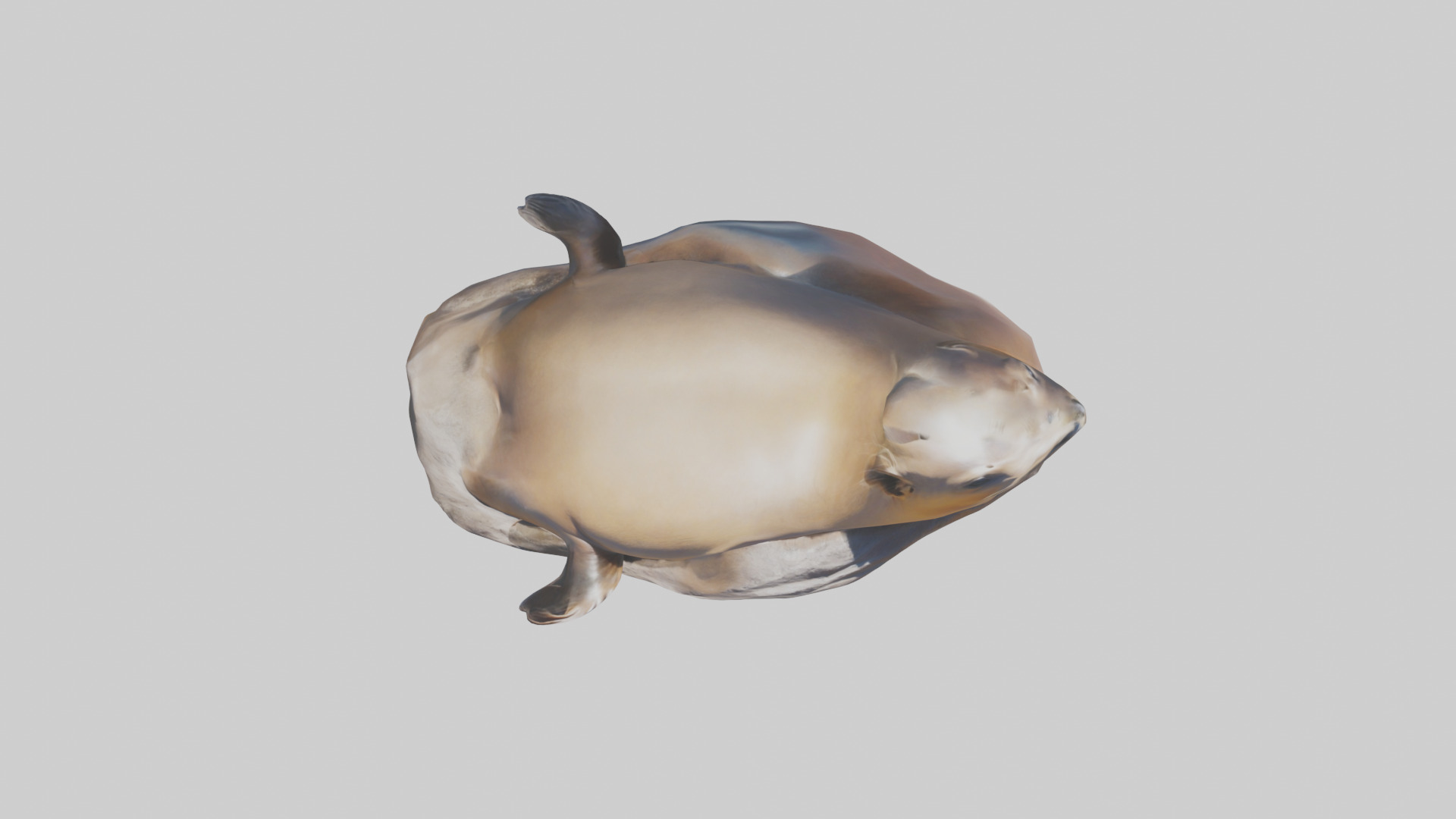 California Sea Lion sunbathing model Low-poly 3D model_24