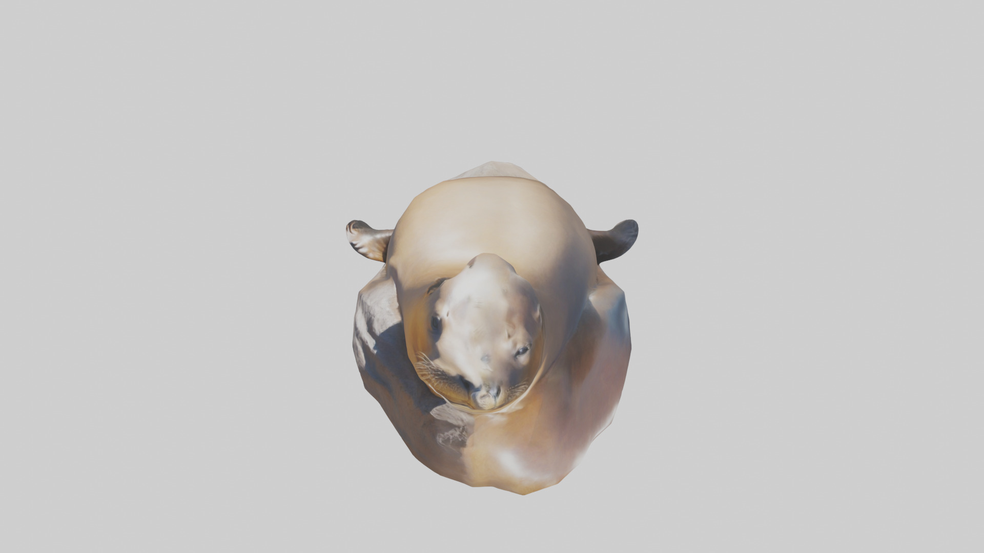 California Sea Lion sunbathing model Low-poly 3D model_27