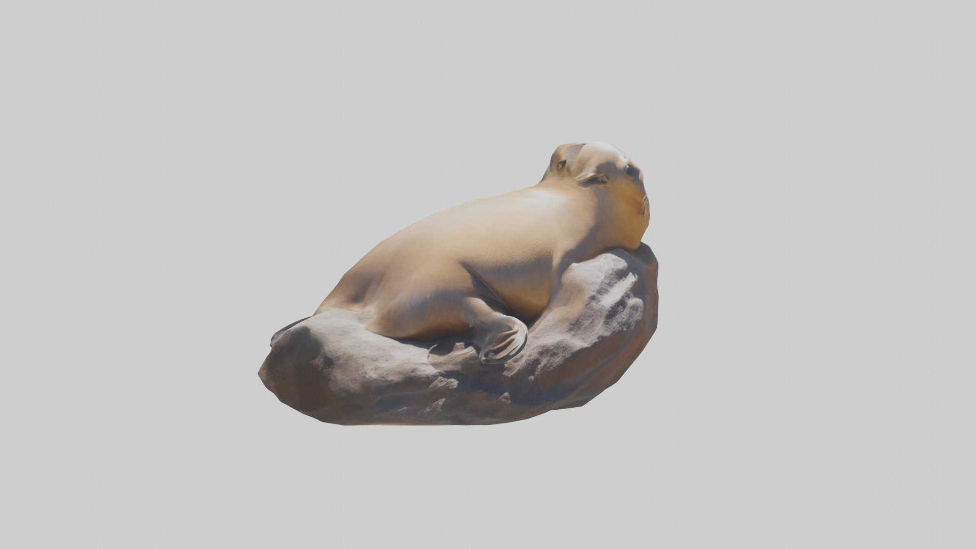 California Sea Lion sunbathing model Low-poly 3D model_16