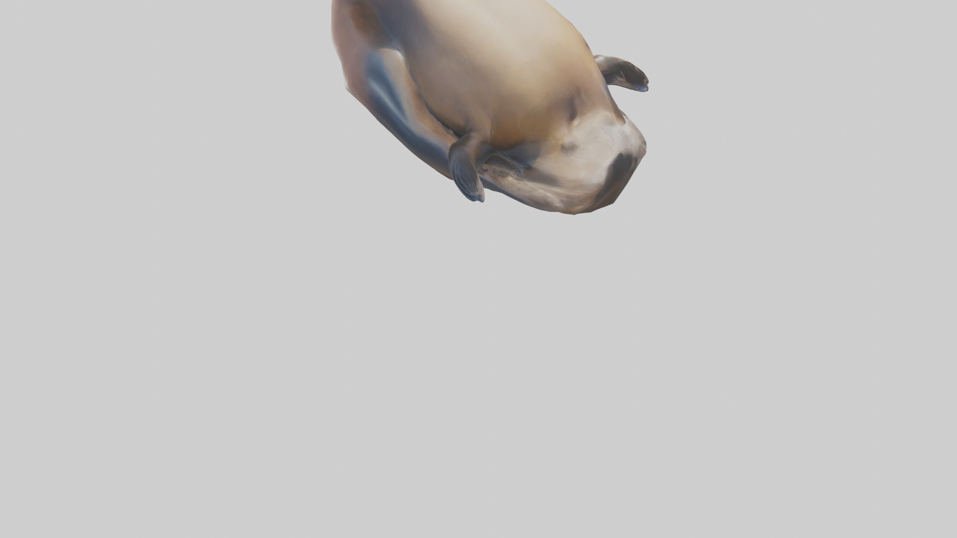 California Sea Lion sunbathing model Low-poly 3D model_4