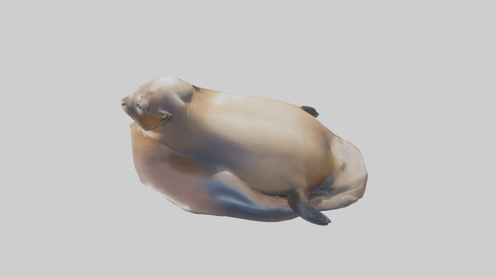 California Sea Lion sunbathing model Low-poly 3D model_25