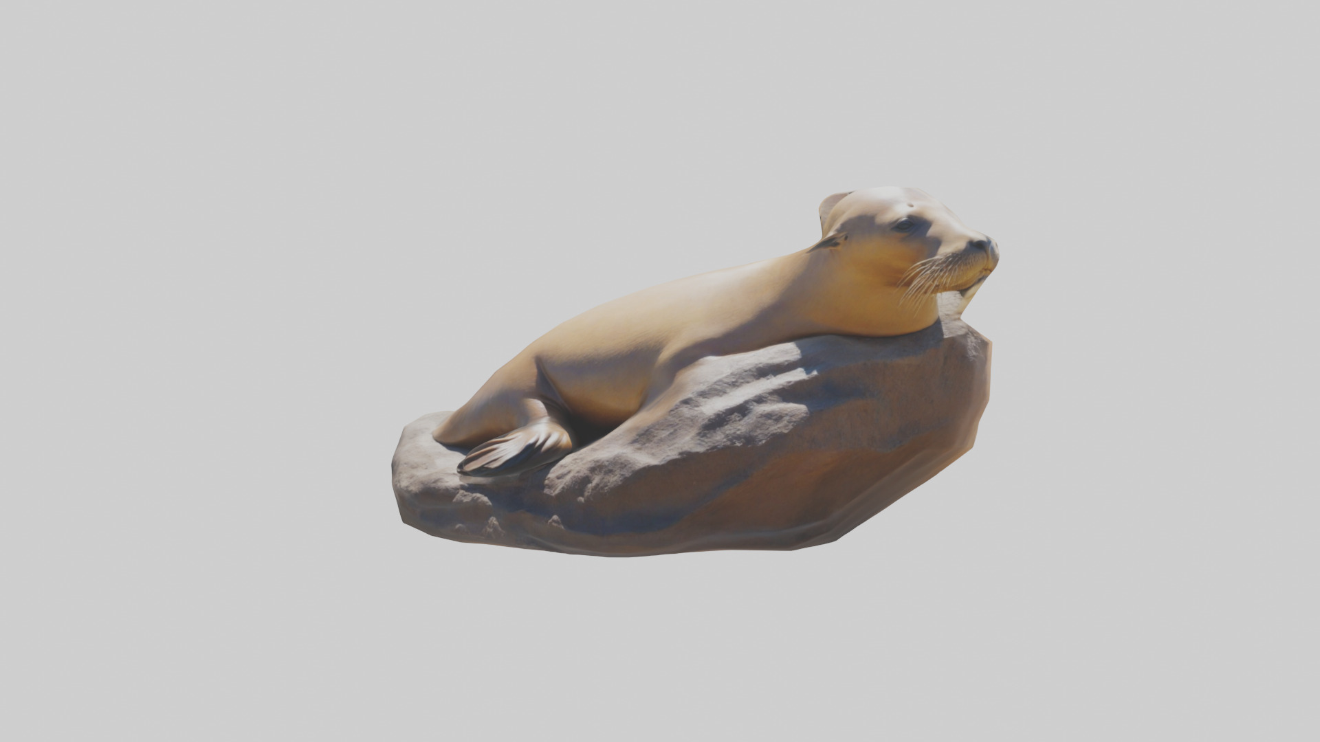 California Sea Lion sunbathing model Low-poly 3D model_12
