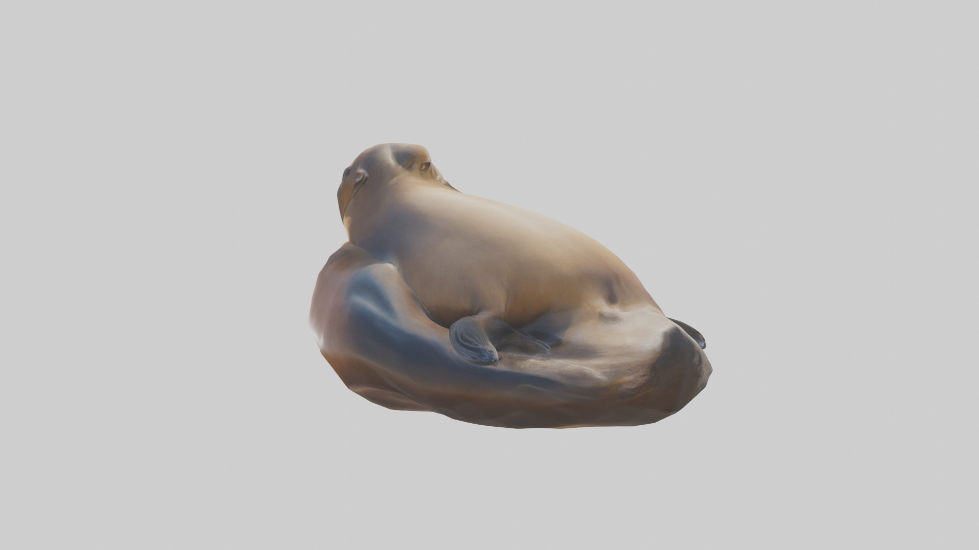California Sea Lion sunbathing model Low-poly 3D model_2