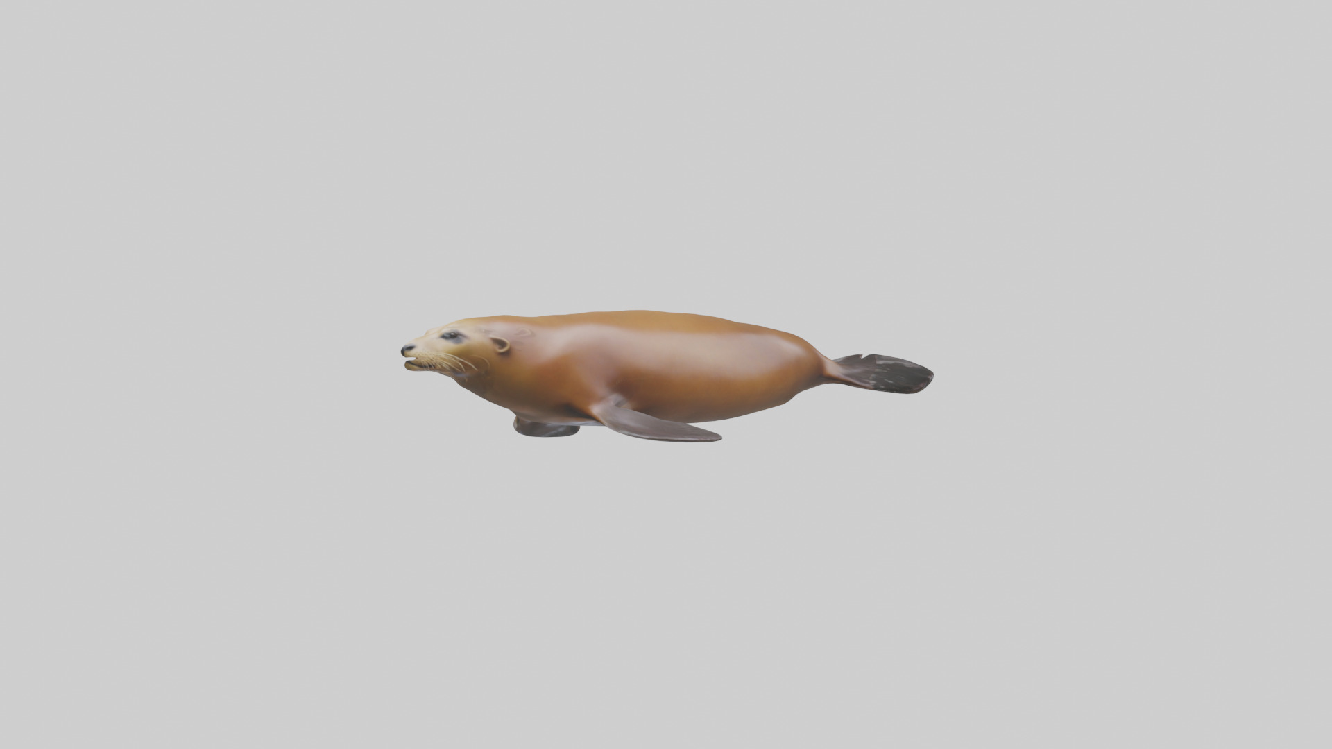 California Sea Lion swimming model Low-poly 3D model_9