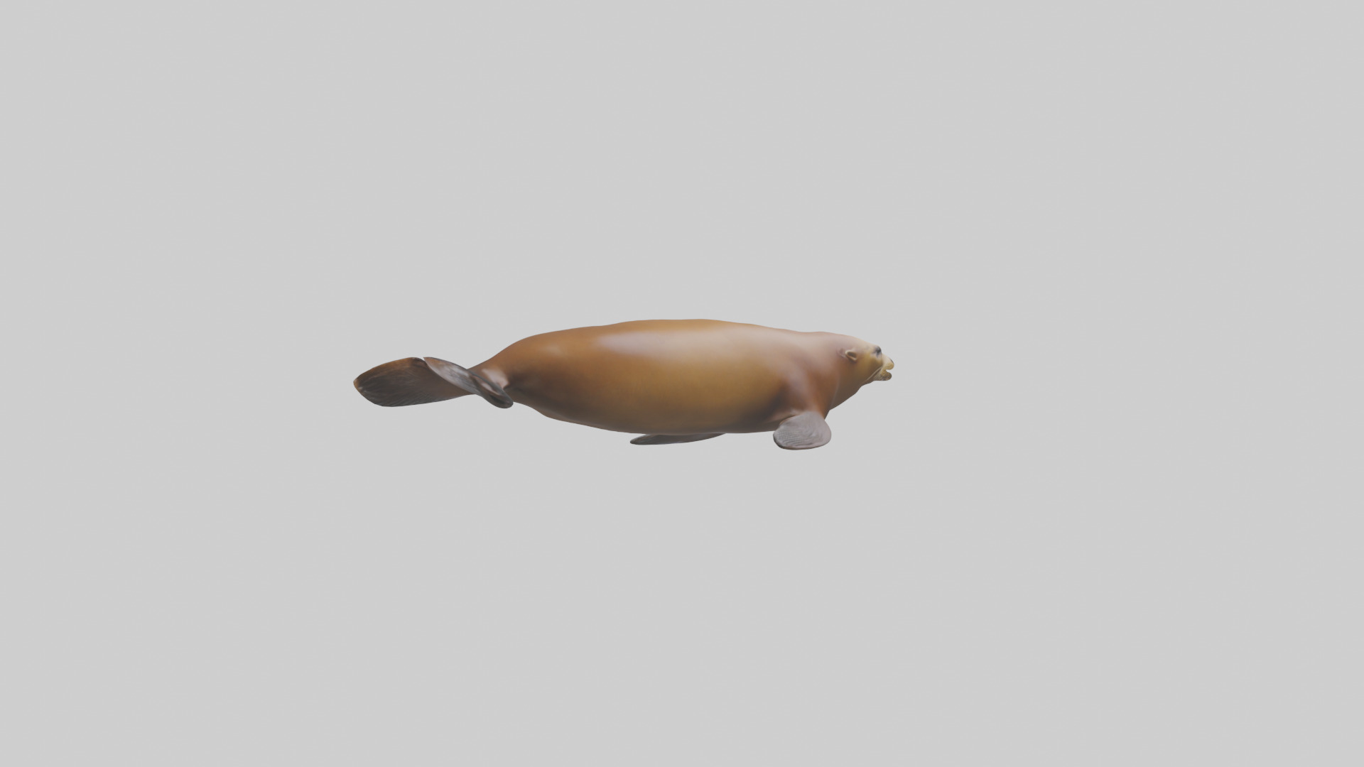 California Sea Lion swimming model Low-poly 3D model_4