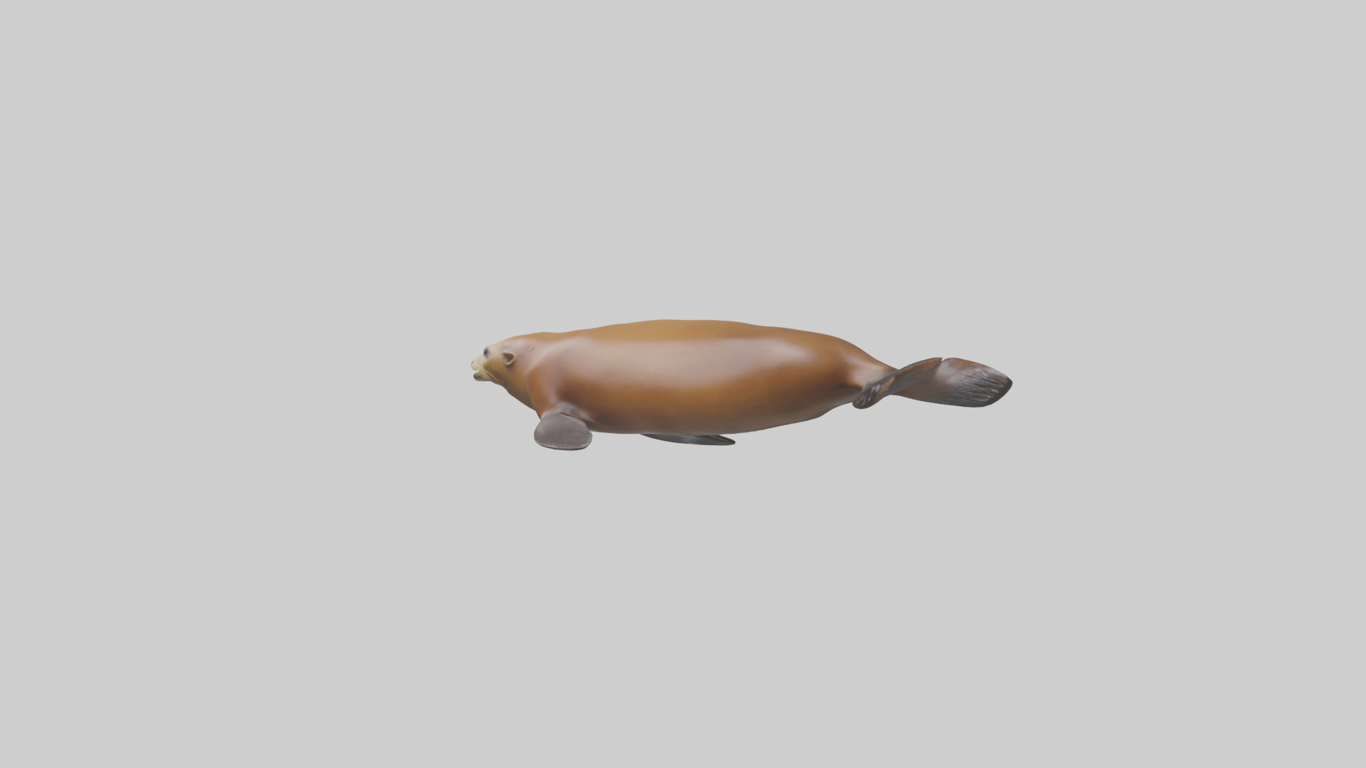 California Sea Lion swimming model Low-poly 3D model_3