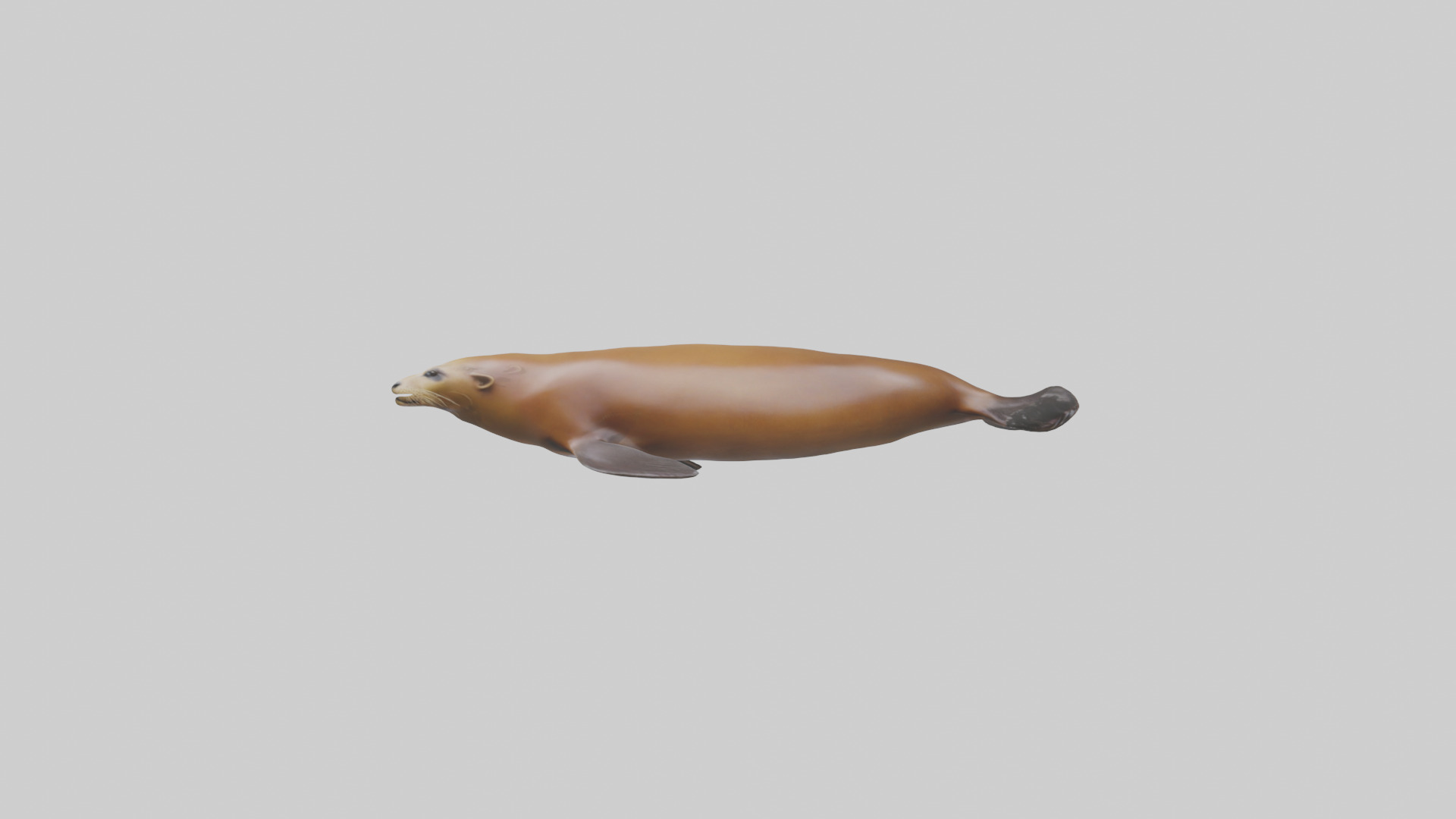 California Sea Lion swimming model Low-poly 3D model_22
