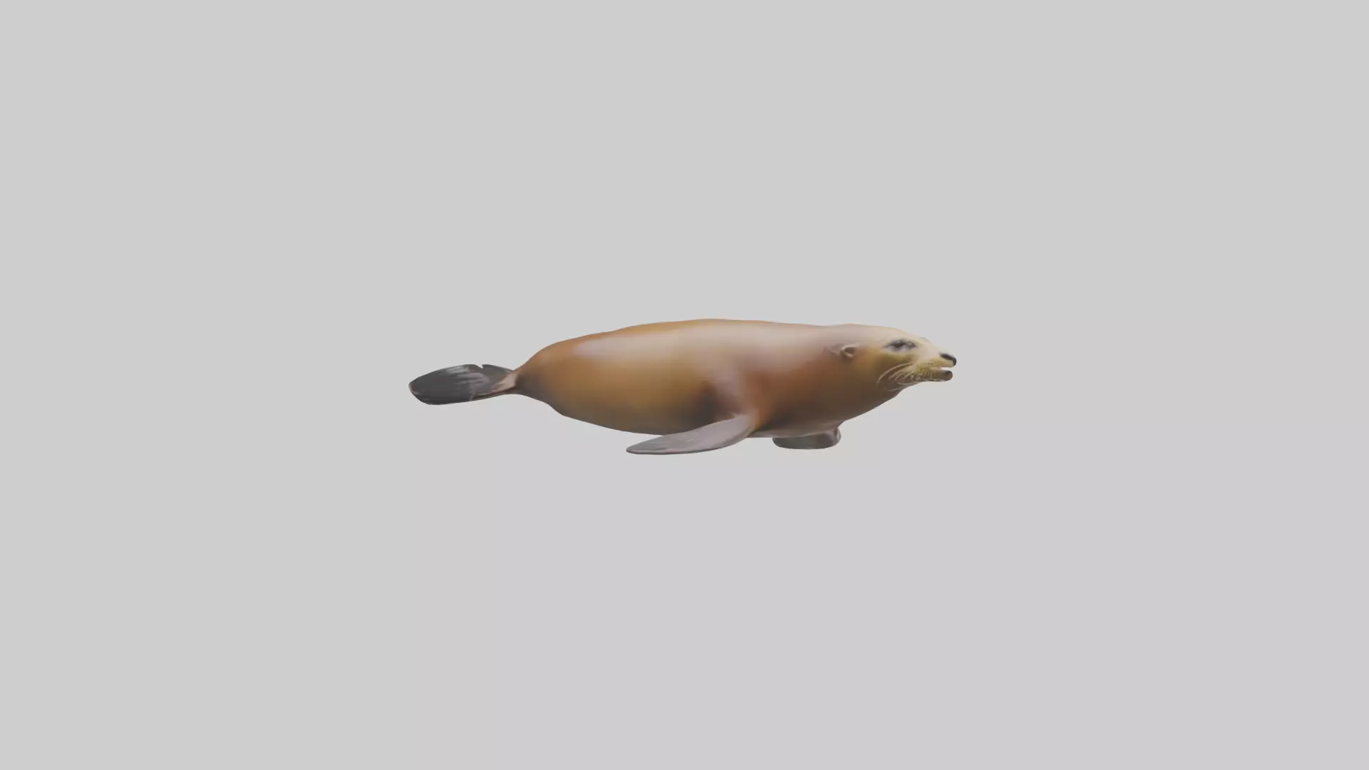 California Sea Lion swimming model Low-poly 3D model_0