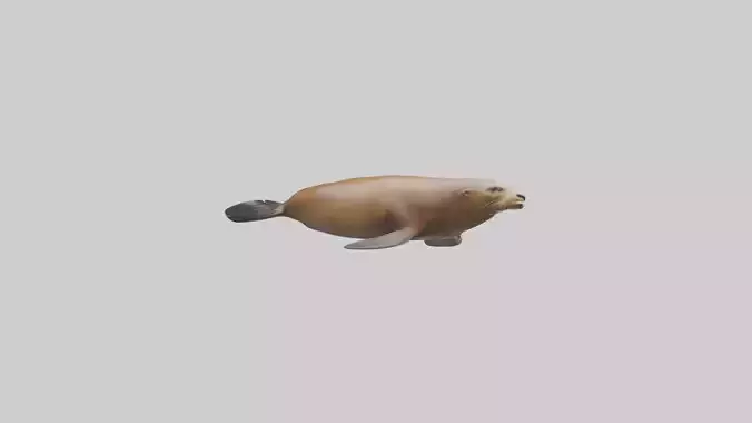 California Sea Lion swimming model