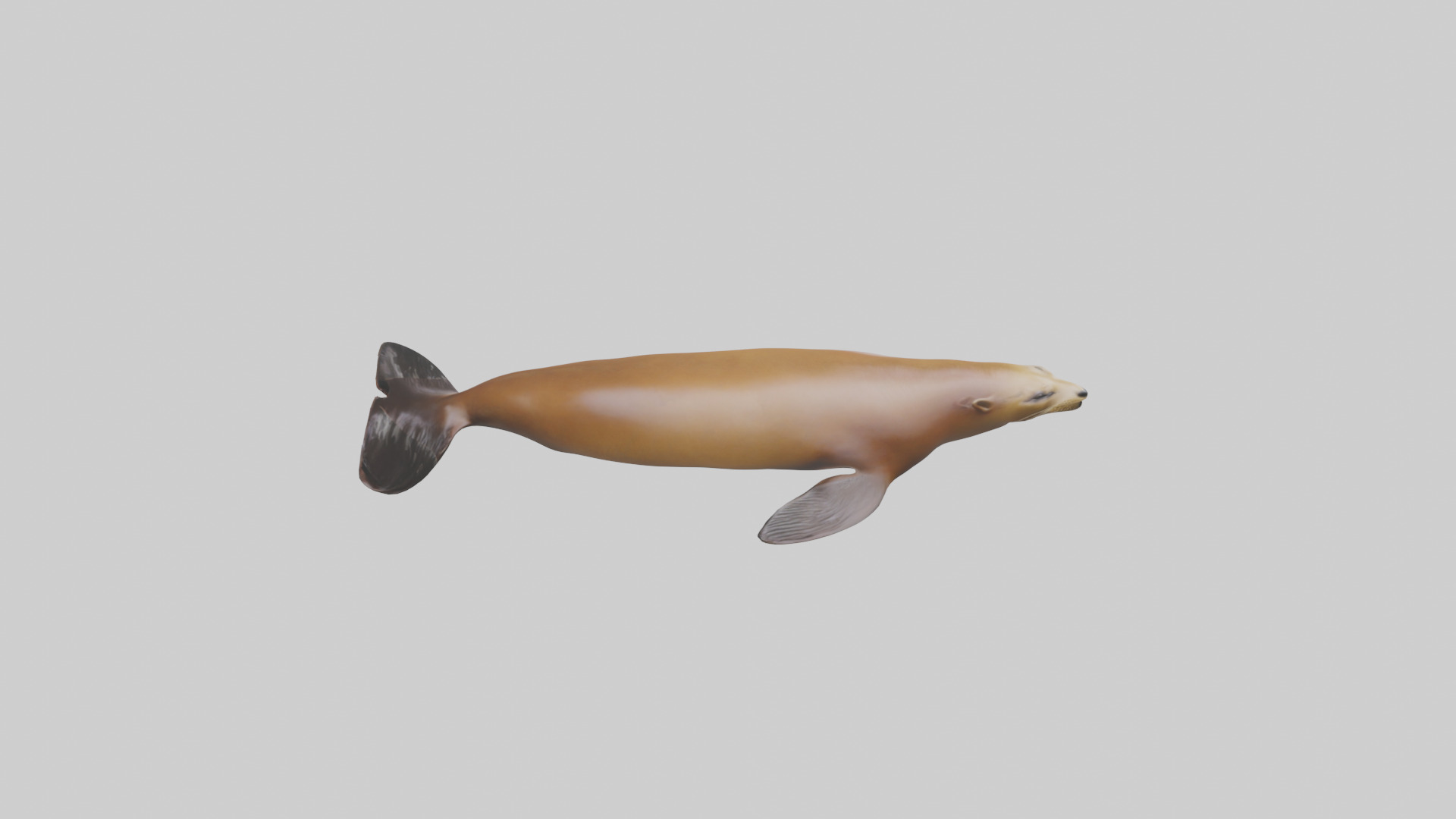 California Sea Lion swimming model Low-poly 3D model_28