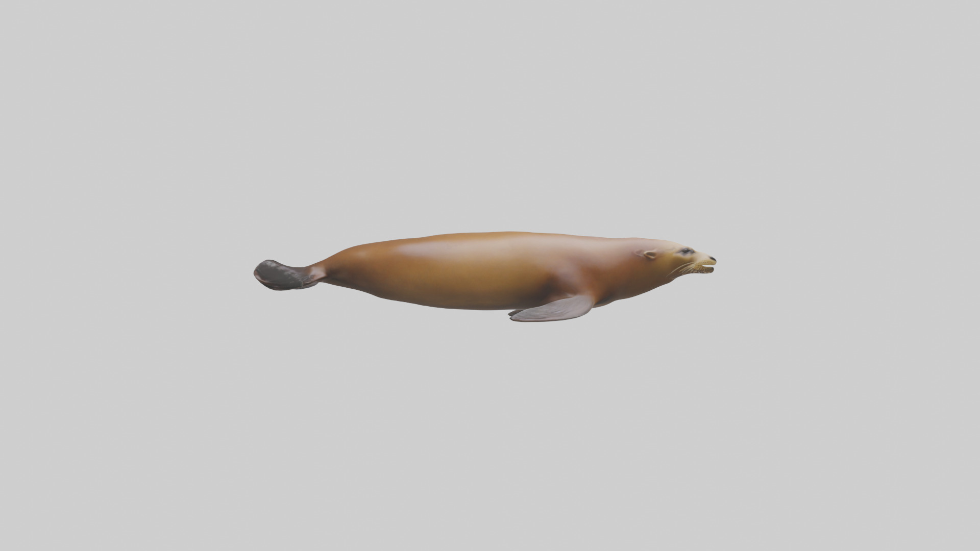California Sea Lion swimming model Low-poly 3D model_23