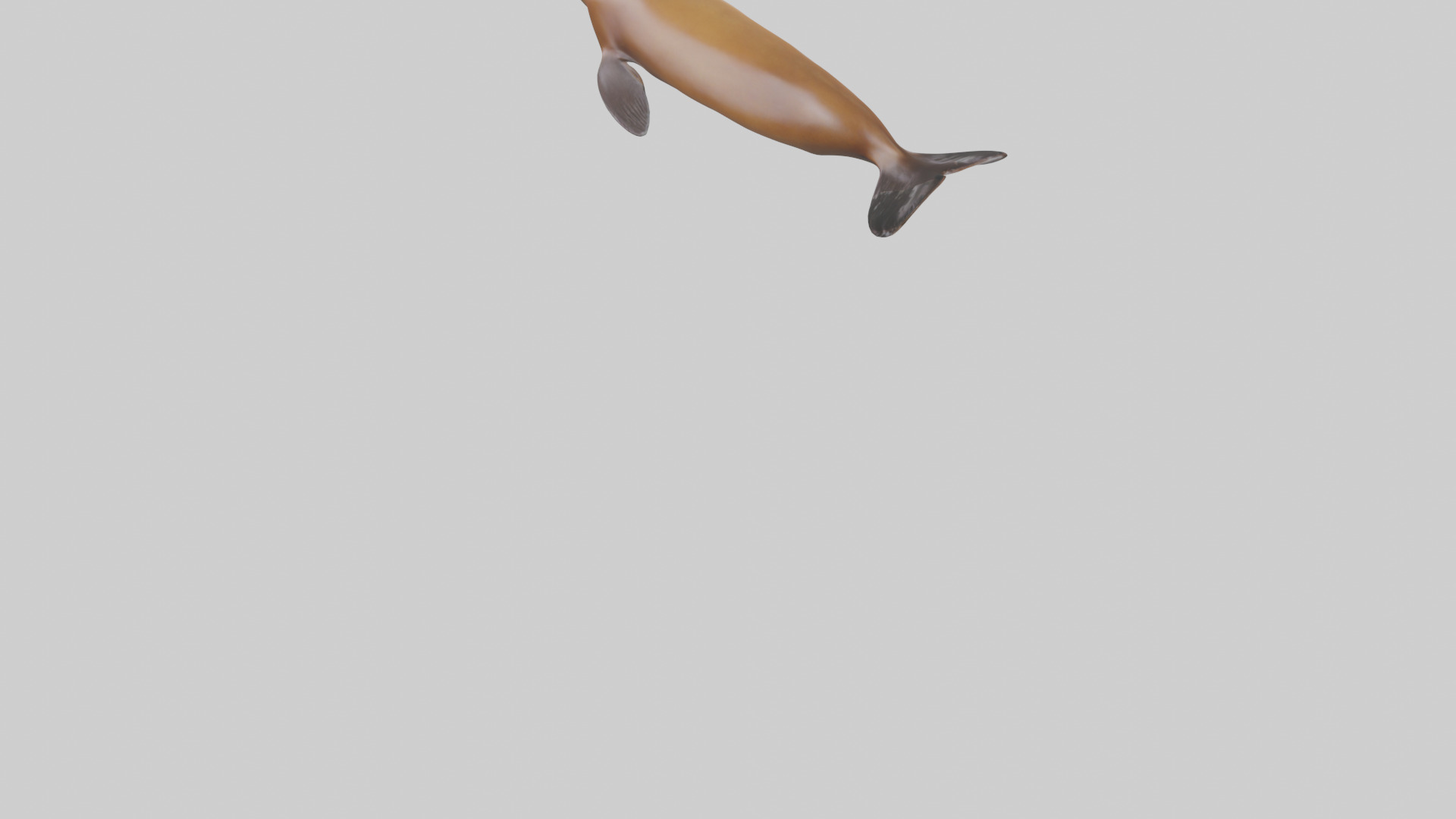 California Sea Lion swimming model Low-poly 3D model_5