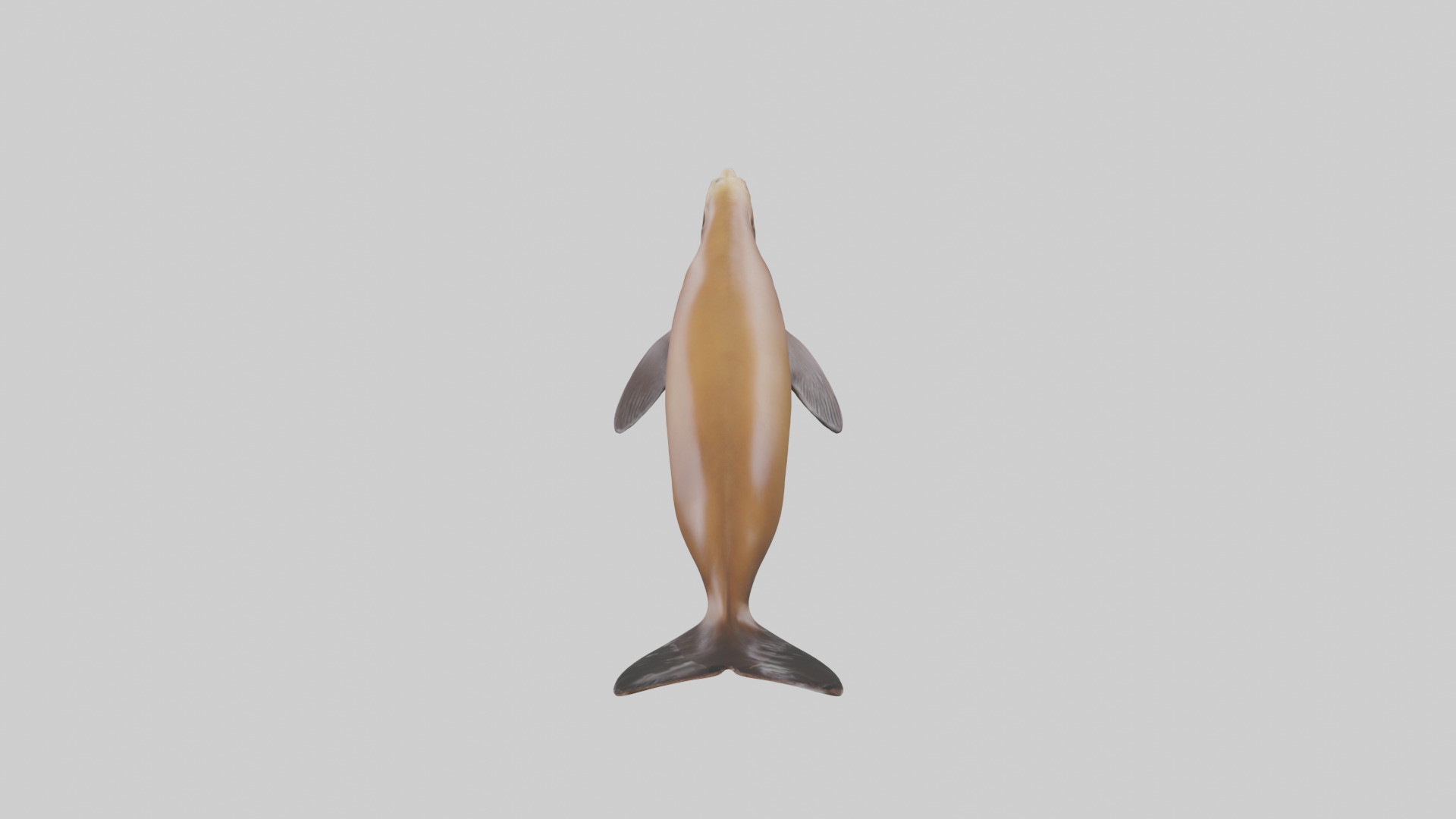 California Sea Lion swimming model Low-poly 3D model_25