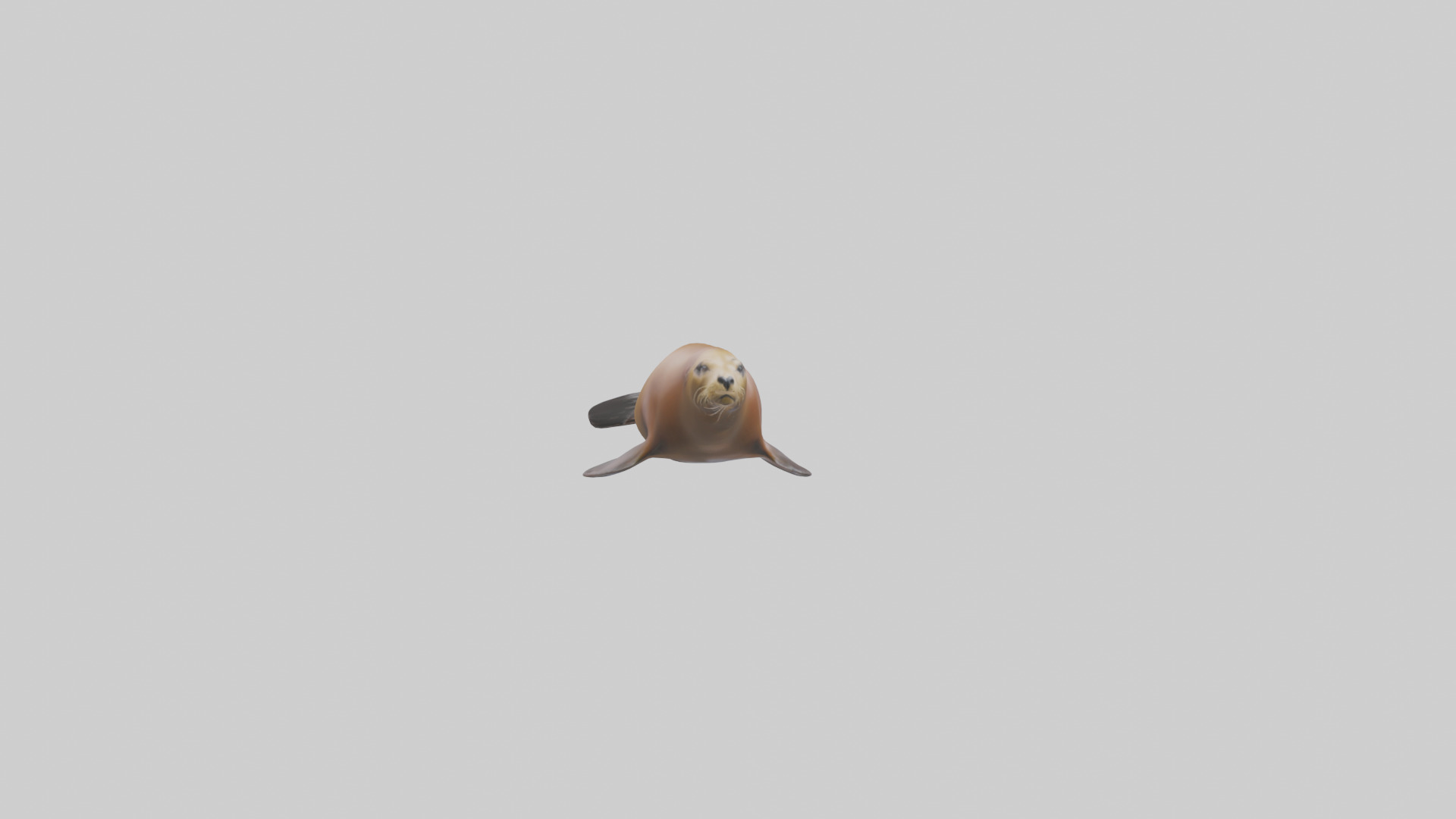 California Sea Lion swimming model Low-poly 3D model_17