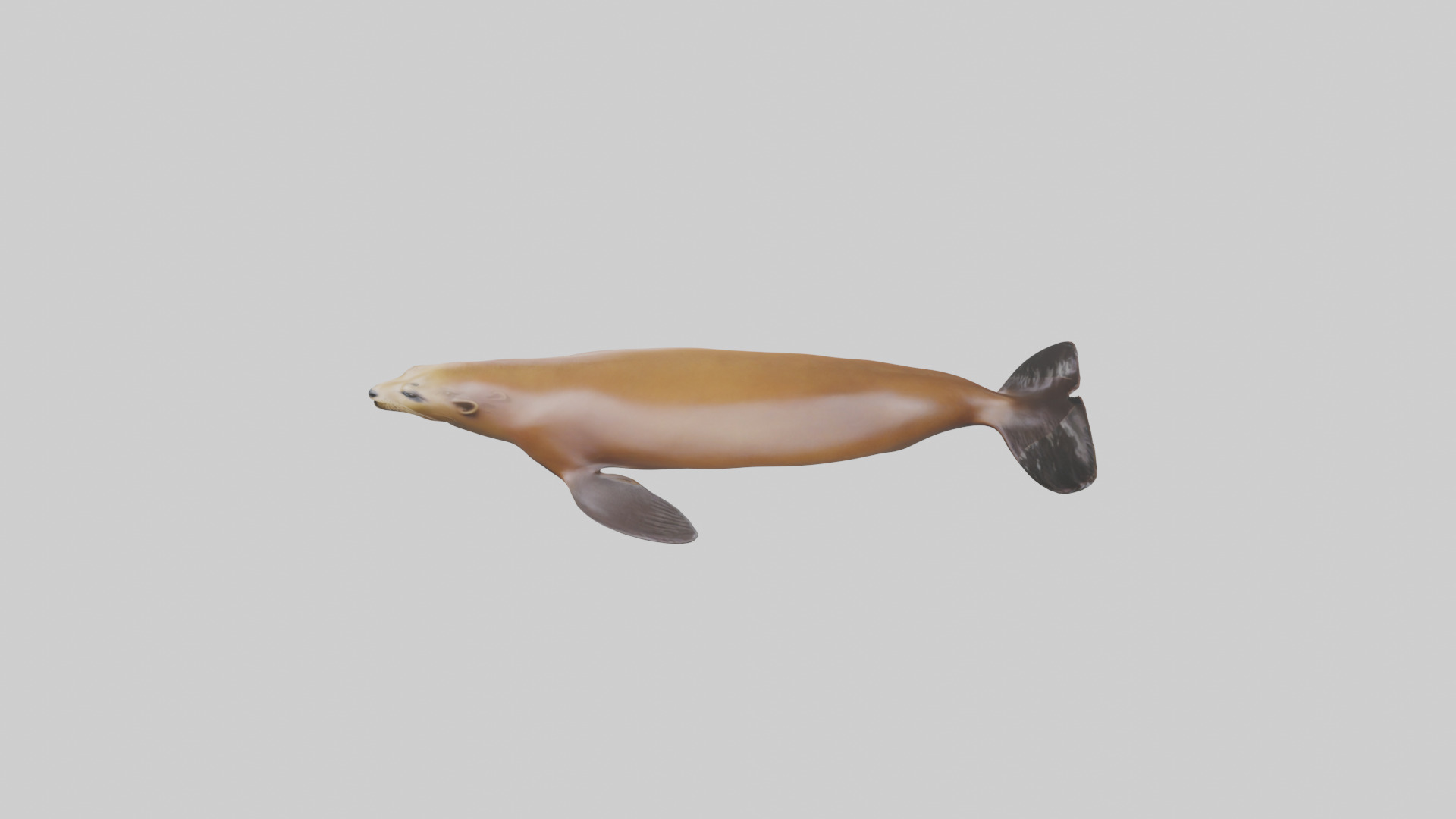 California Sea Lion swimming model Low-poly 3D model_27