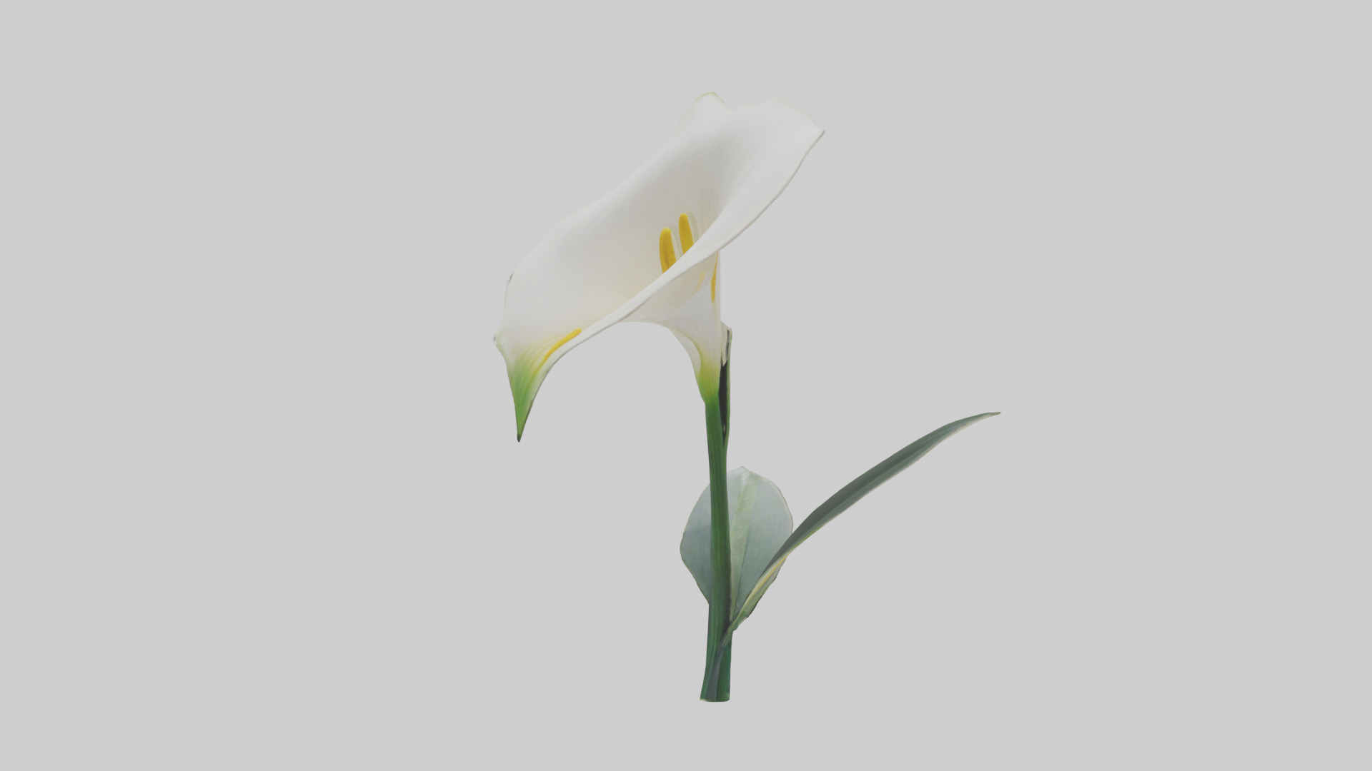 Calla Lily model Low-poly 3D model_13