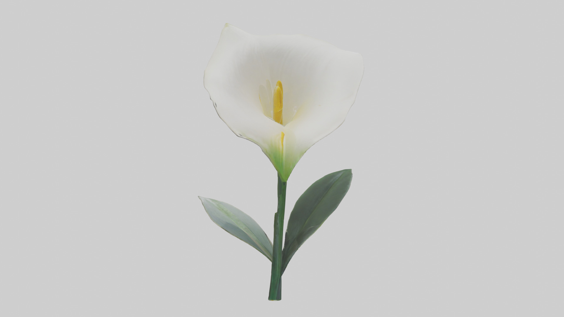 Calla Lily model Low-poly 3D model_16
