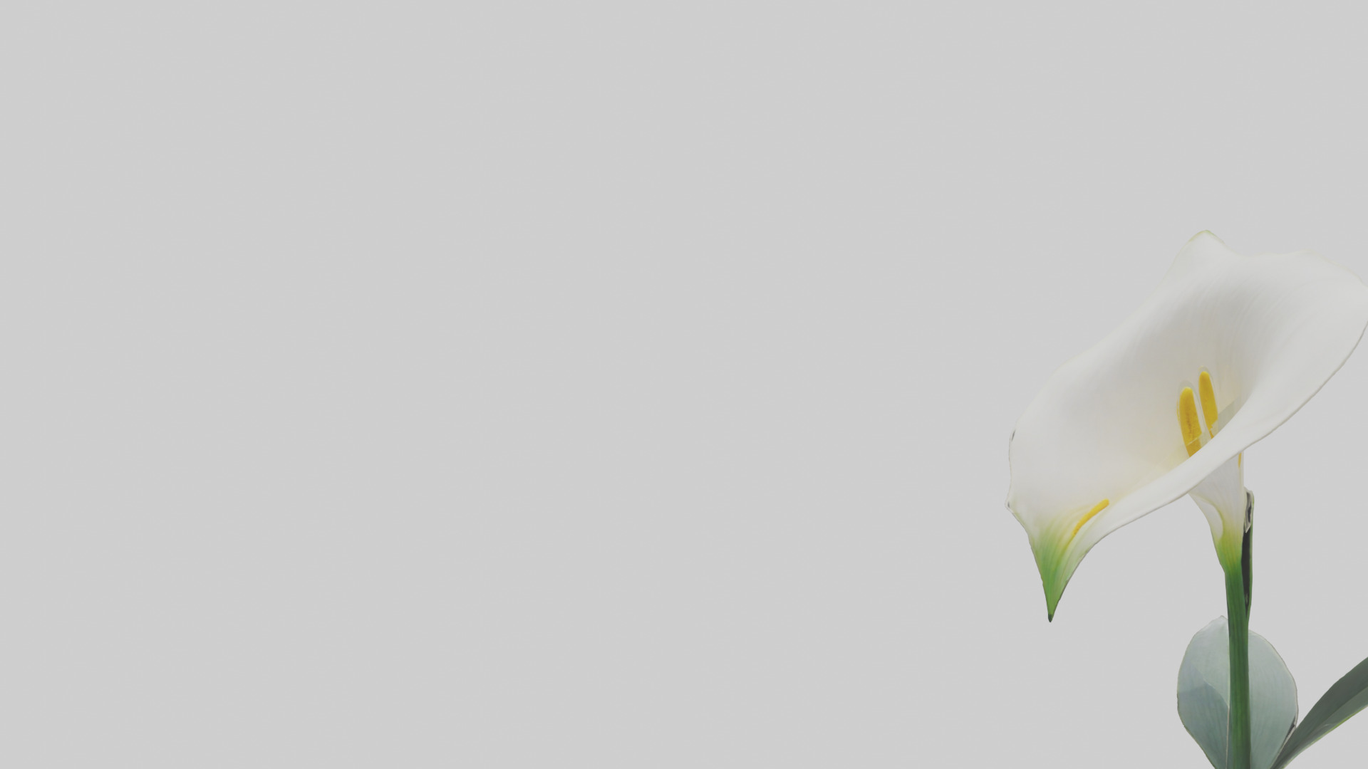 Calla Lily model Low-poly 3D model_21