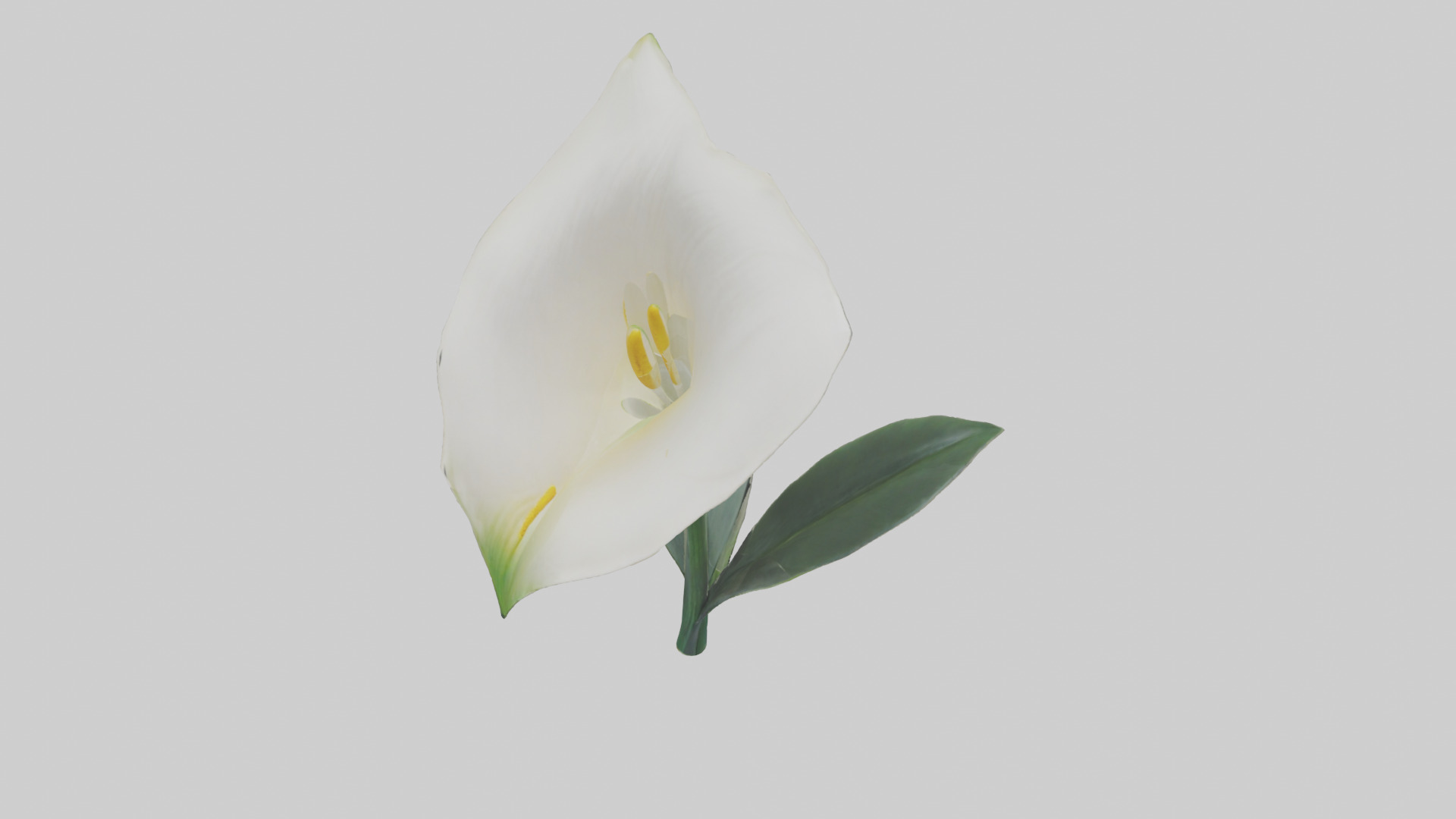 Calla Lily model Low-poly 3D model_26