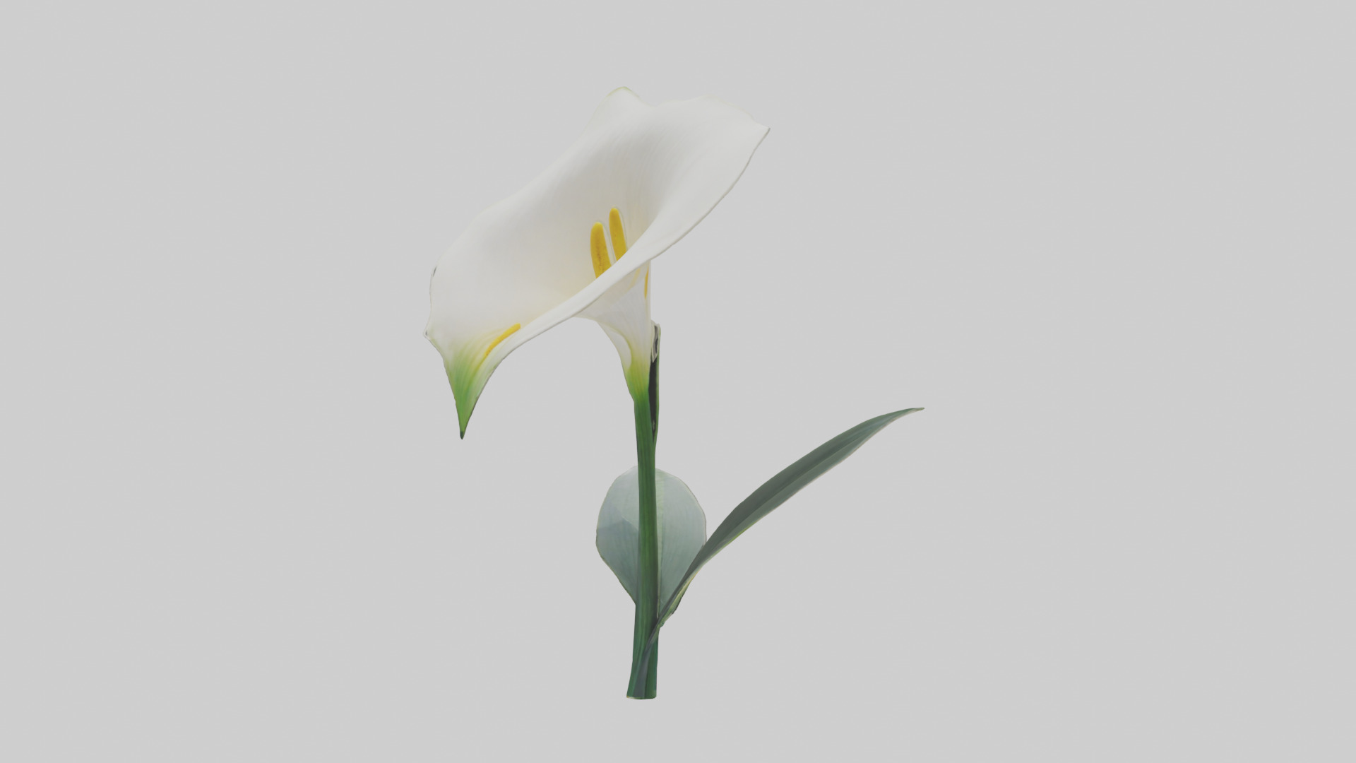 Calla Lily model Low-poly 3D model_14