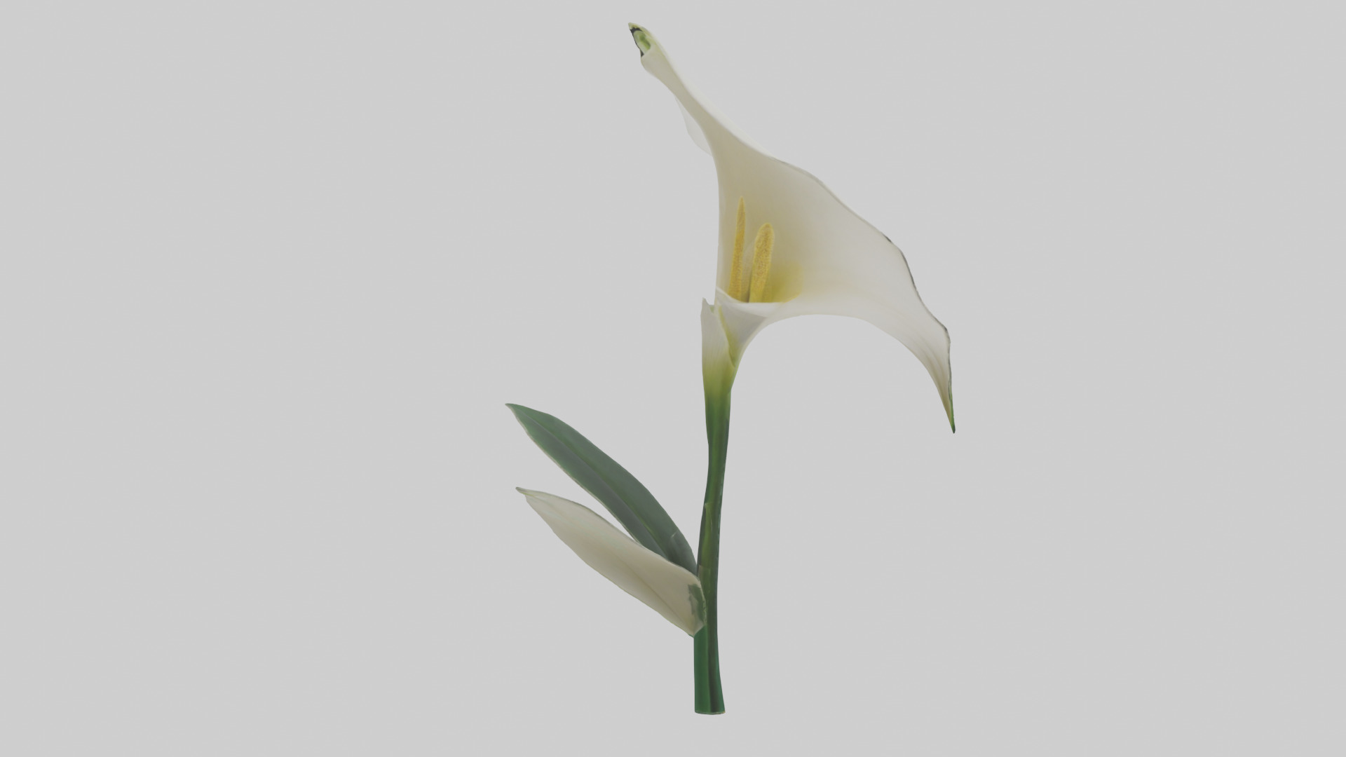 Calla Lily model Low-poly 3D model_2