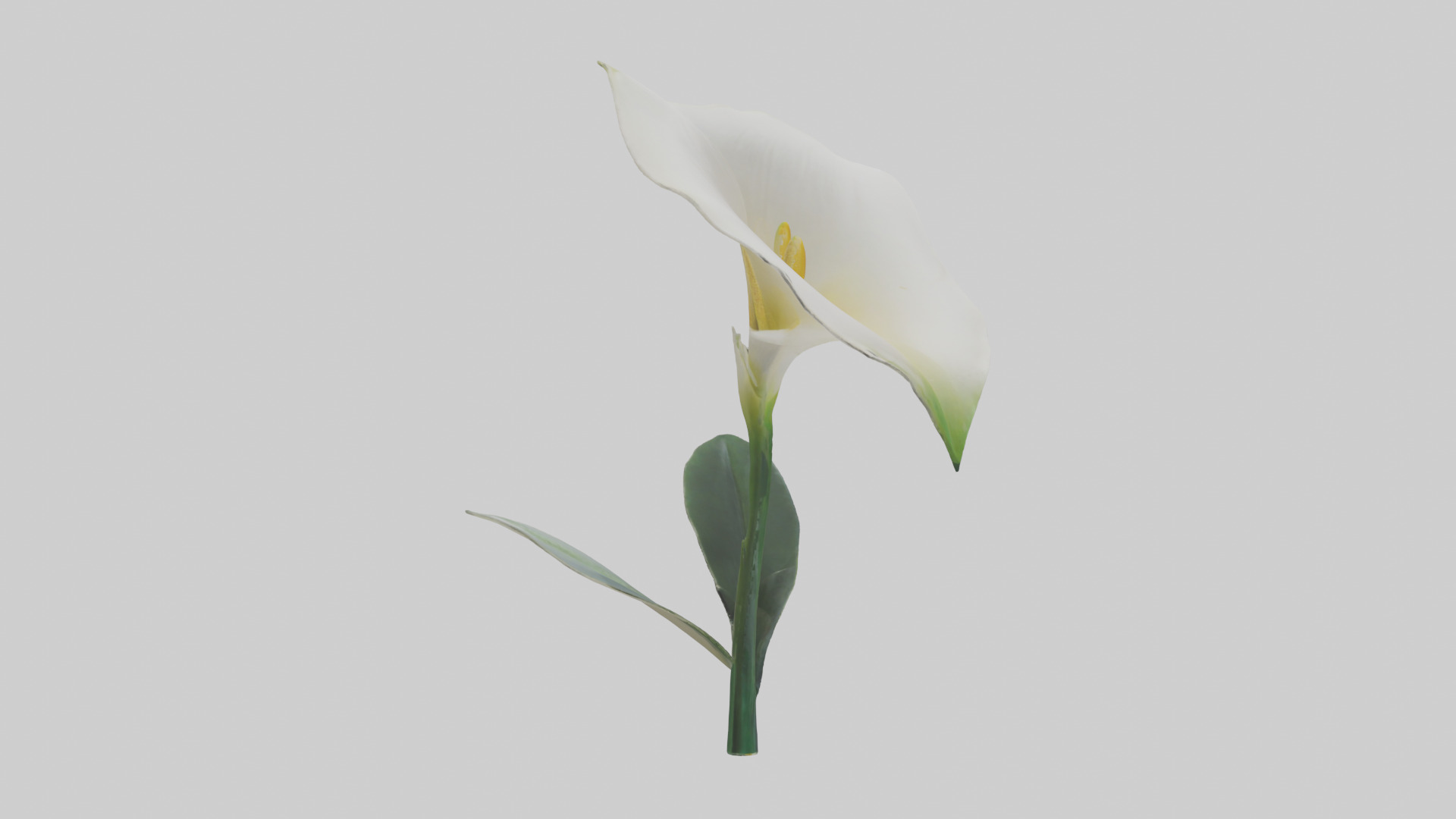 Calla Lily model Low-poly 3D model_23