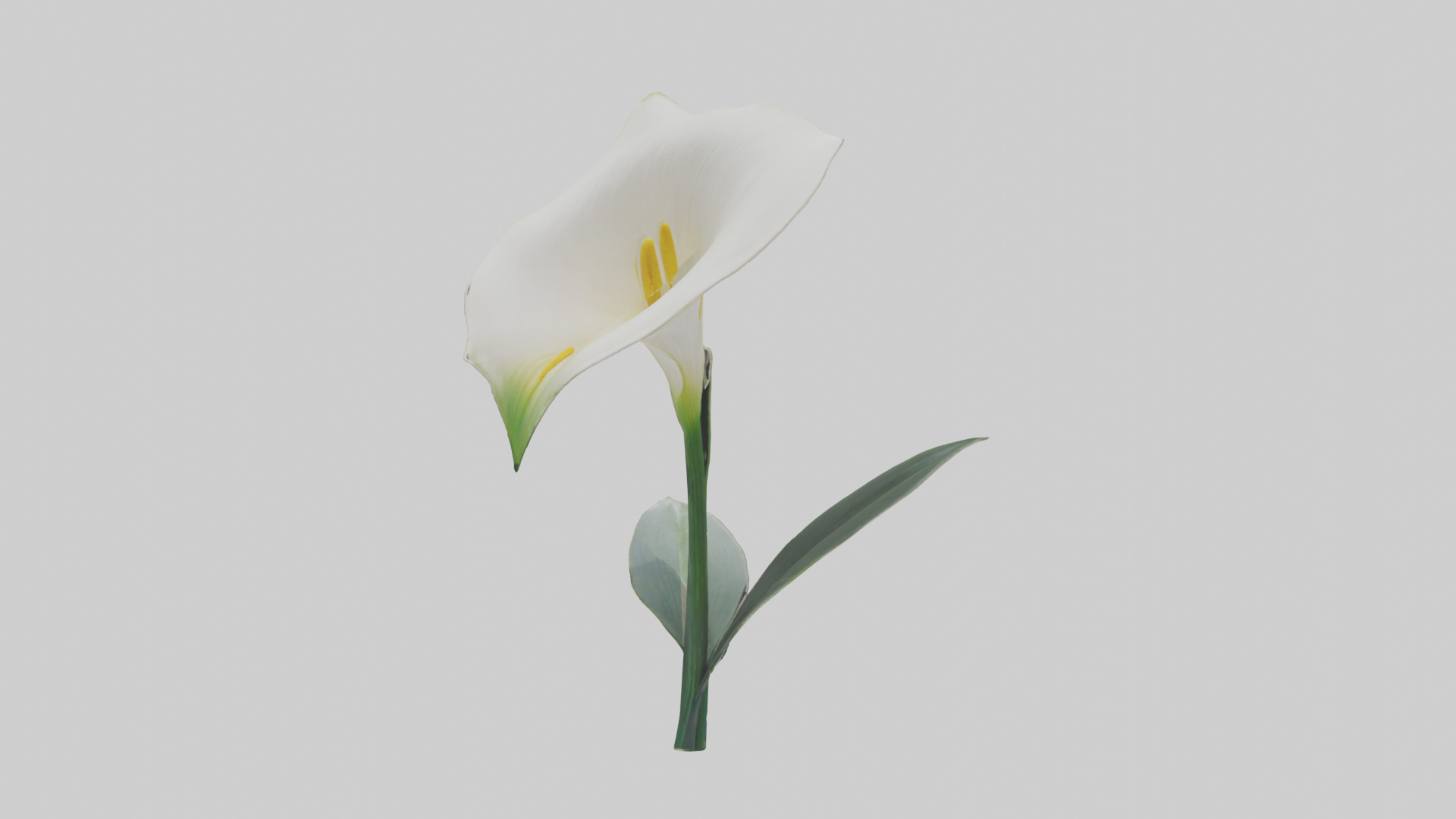 Calla Lily model Low-poly 3D model_19