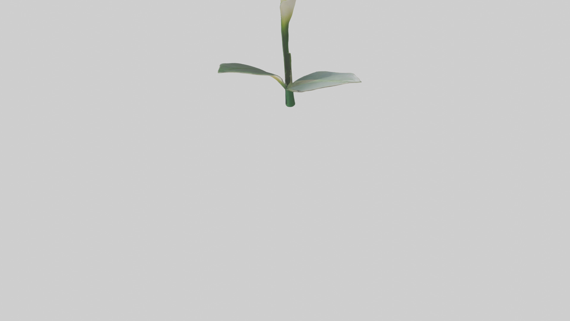 Calla Lily model Low-poly 3D model_3