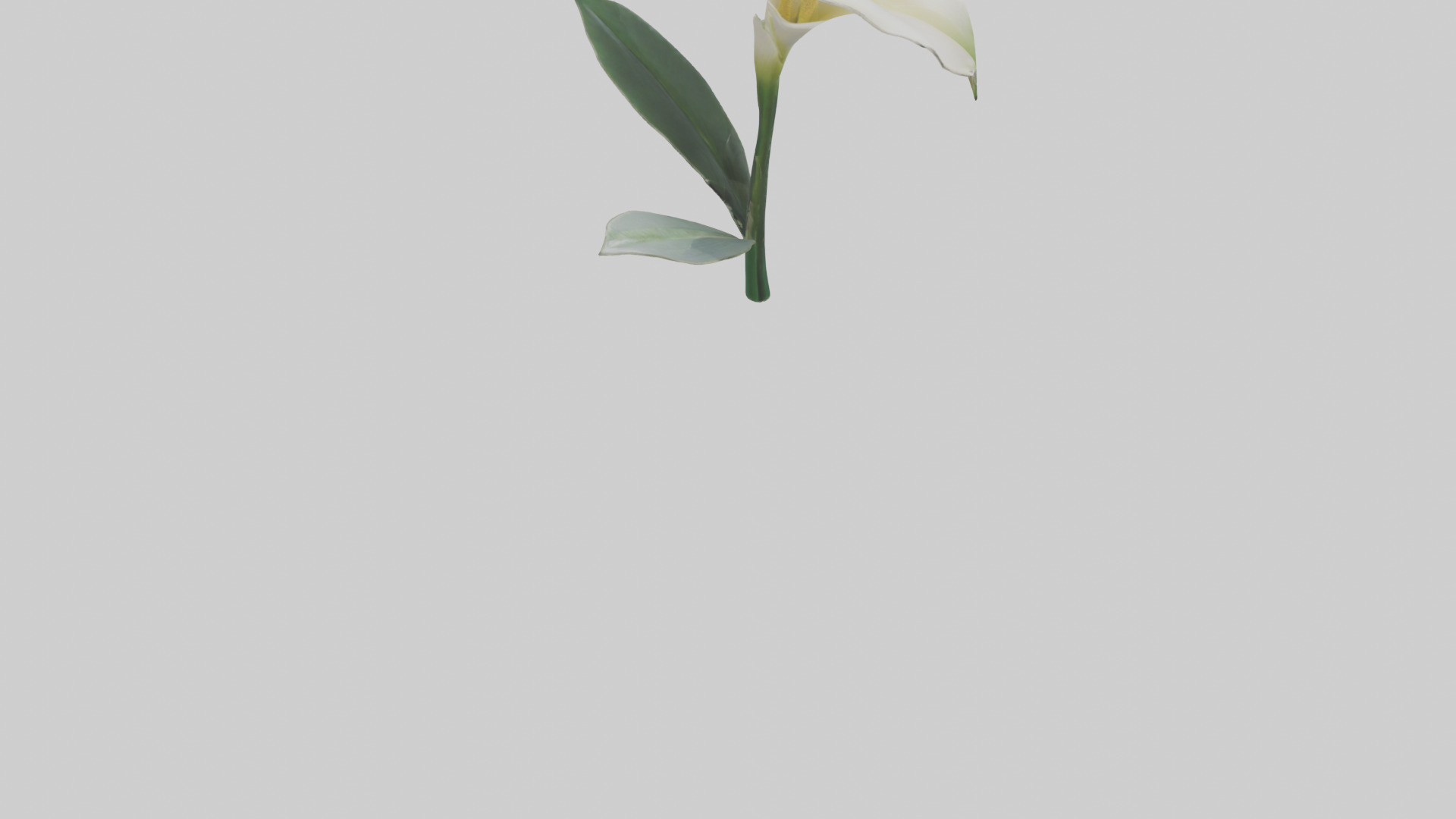 Calla Lily model Low-poly 3D model_4