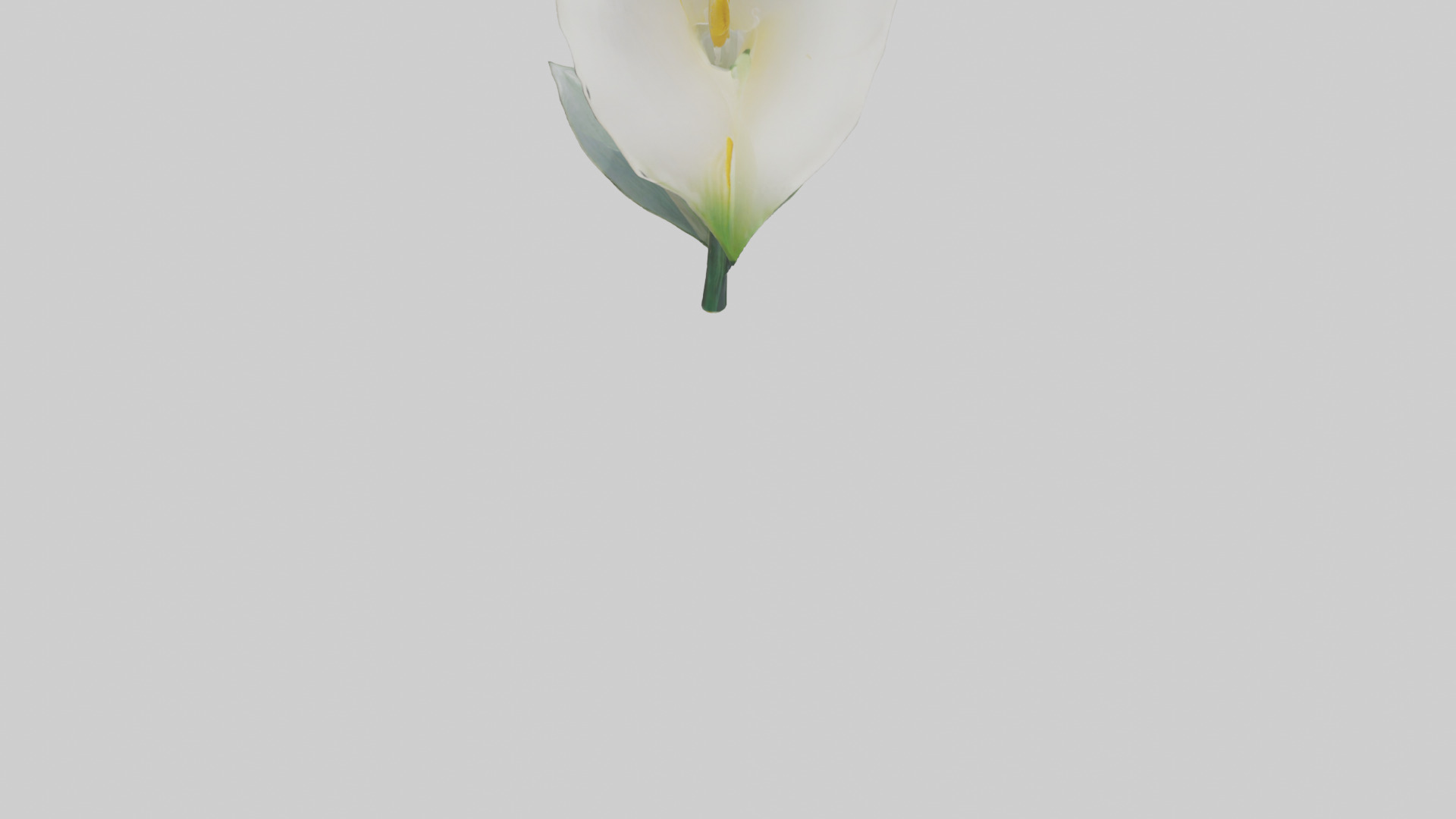 Calla Lily model Low-poly 3D model_6