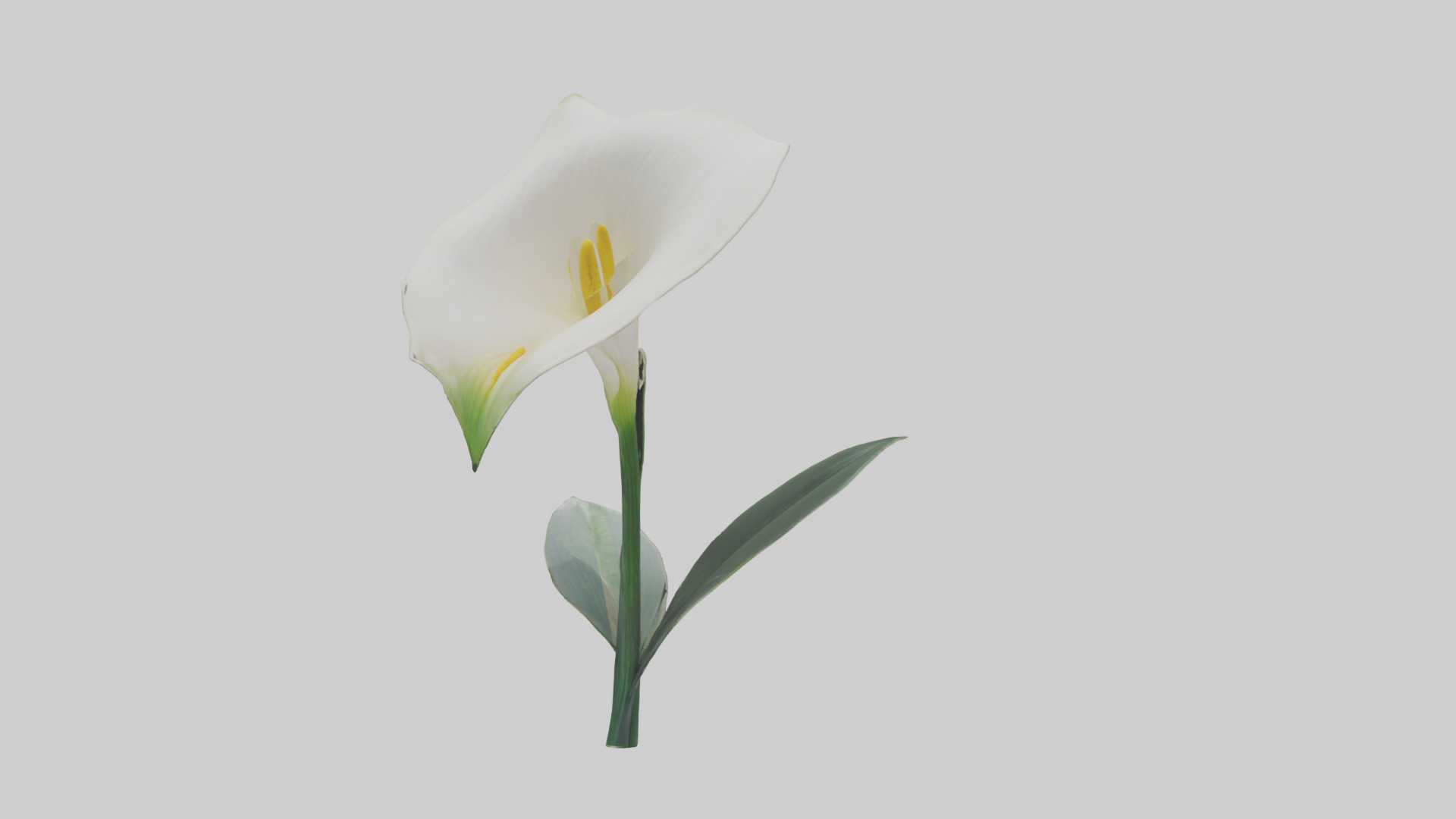 Calla Lily model Low-poly 3D model_18