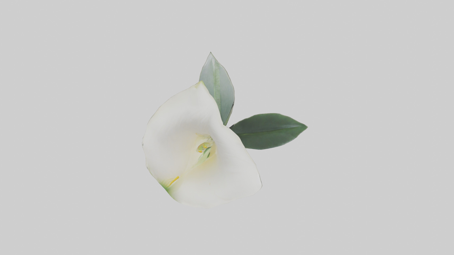 Calla Lily model Low-poly 3D model_24