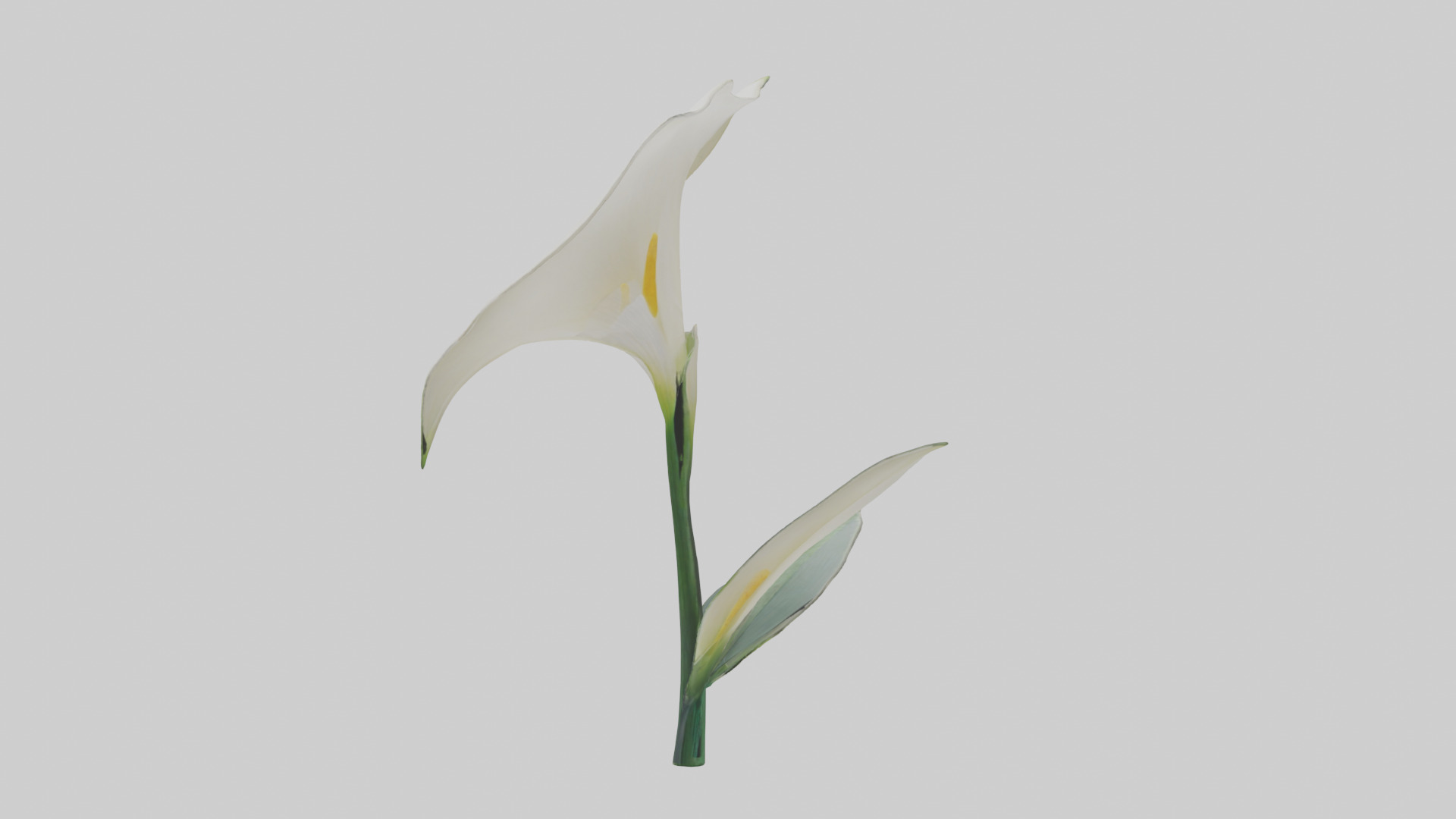 Calla Lily model Low-poly 3D model_11