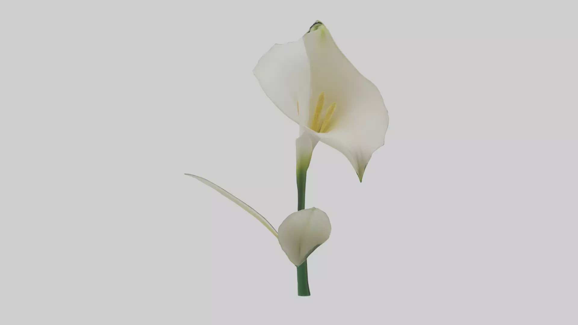 Calla Lily model Low-poly 3D model_0