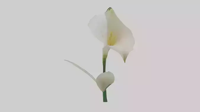 Calla Lily model