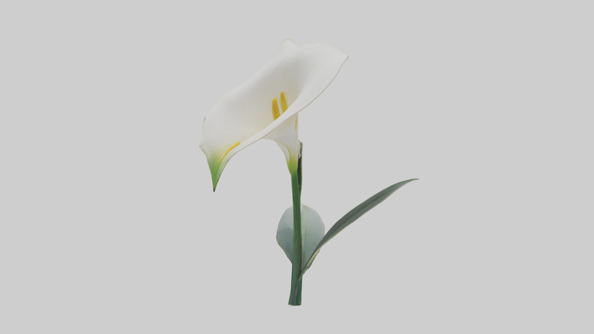 Calla Lily model Low-poly 3D model_12