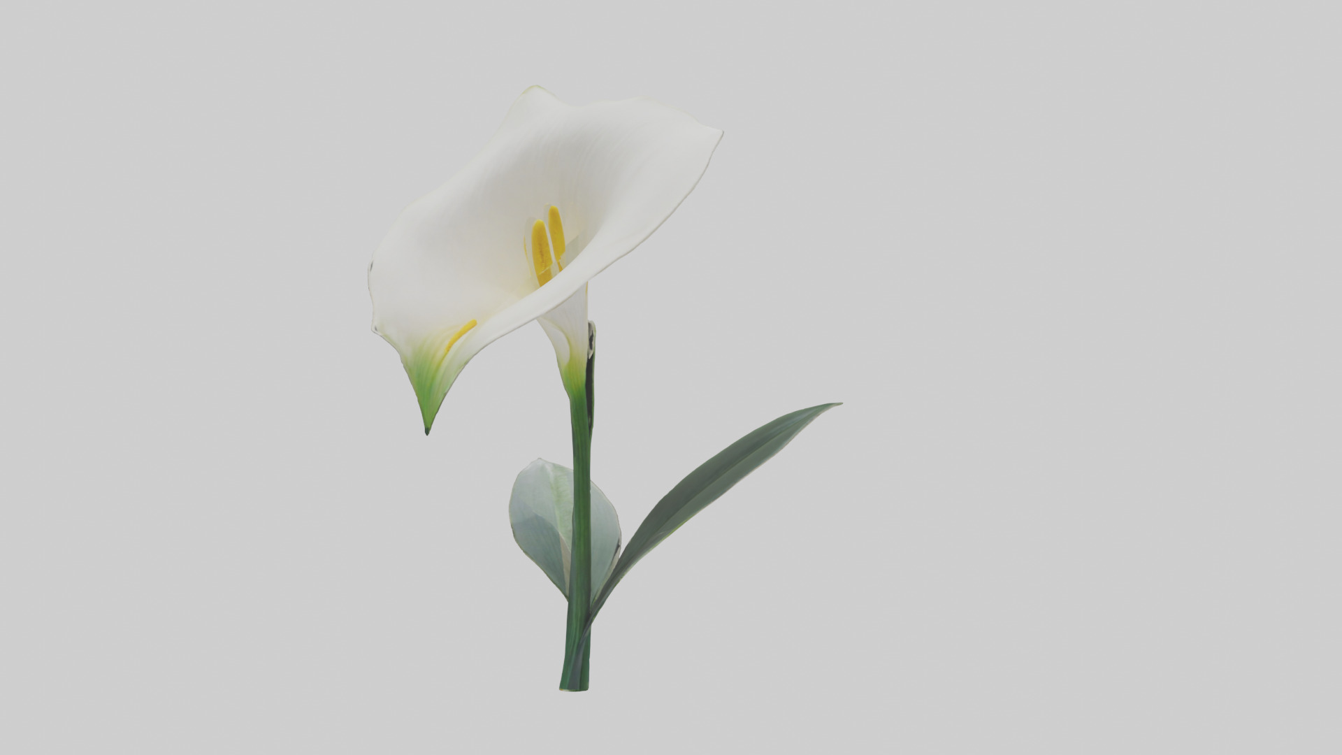 Calla Lily model Low-poly 3D model_20