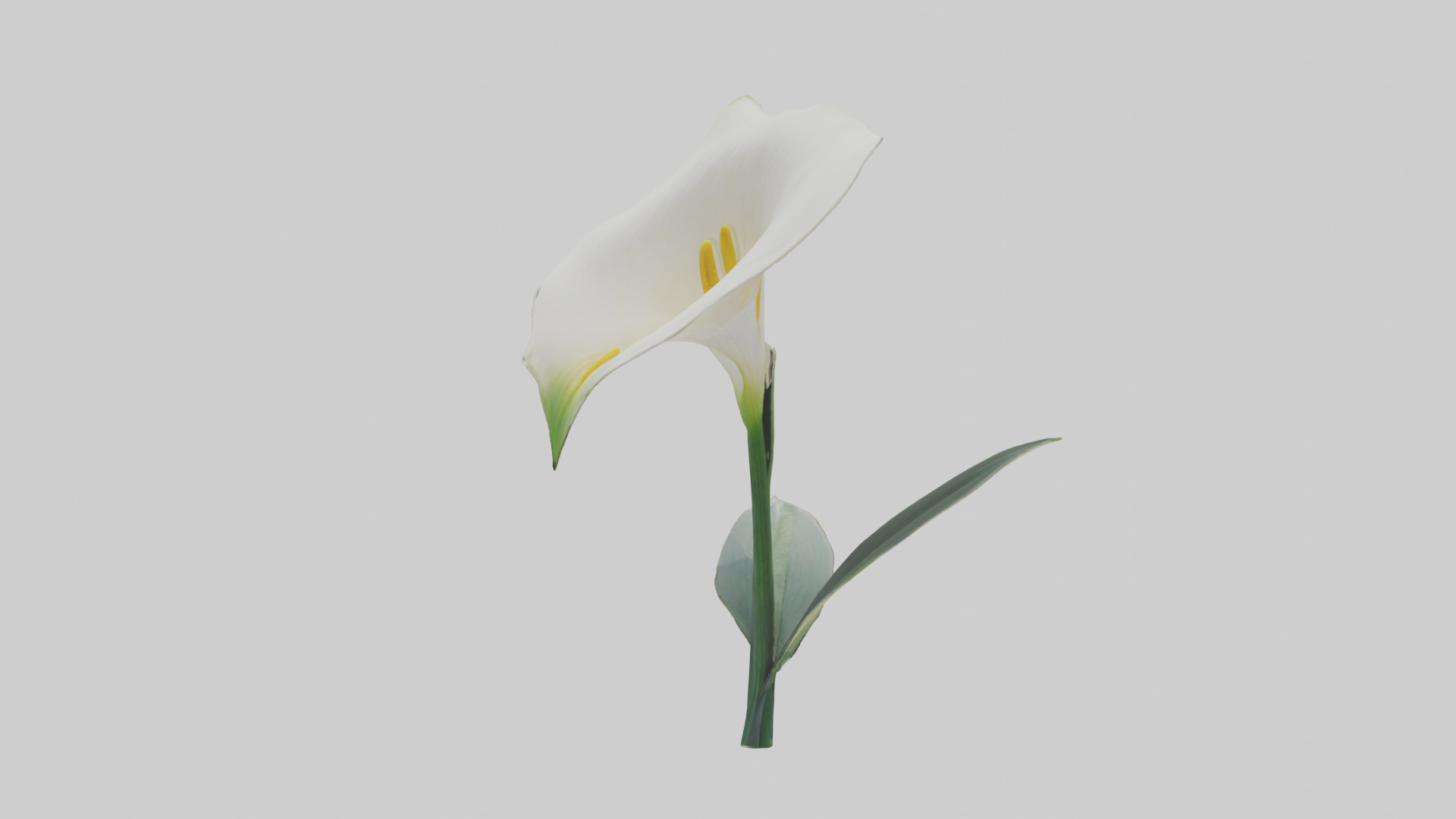 Calla Lily model Low-poly 3D model_15