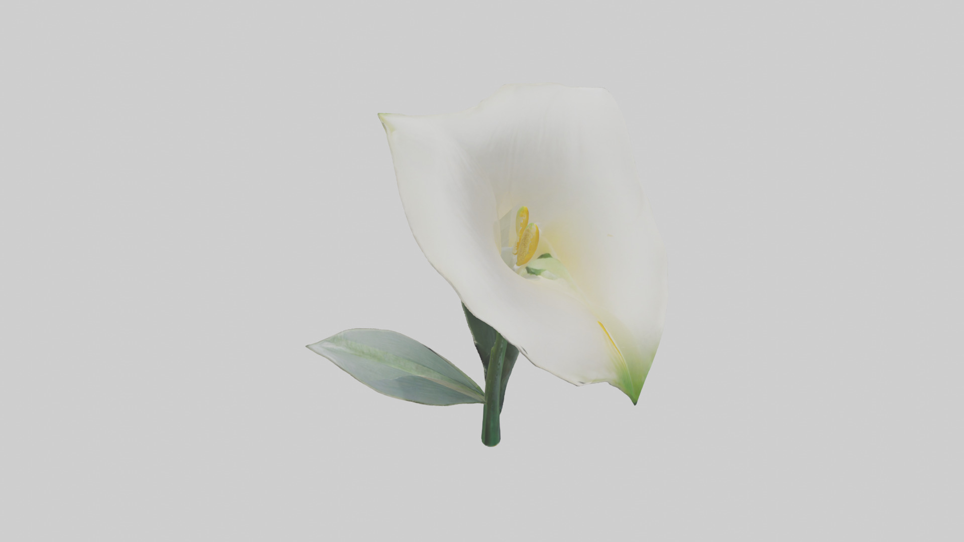 Calla Lily model Low-poly 3D model_28
