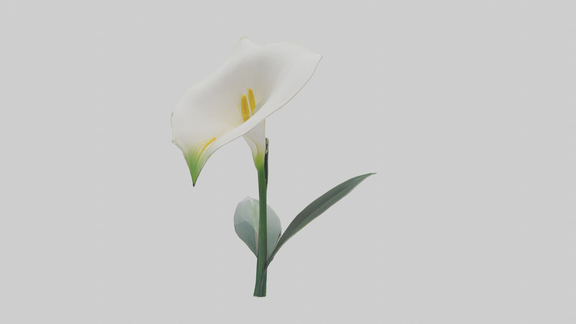 Calla Lily model Low-poly 3D model_17