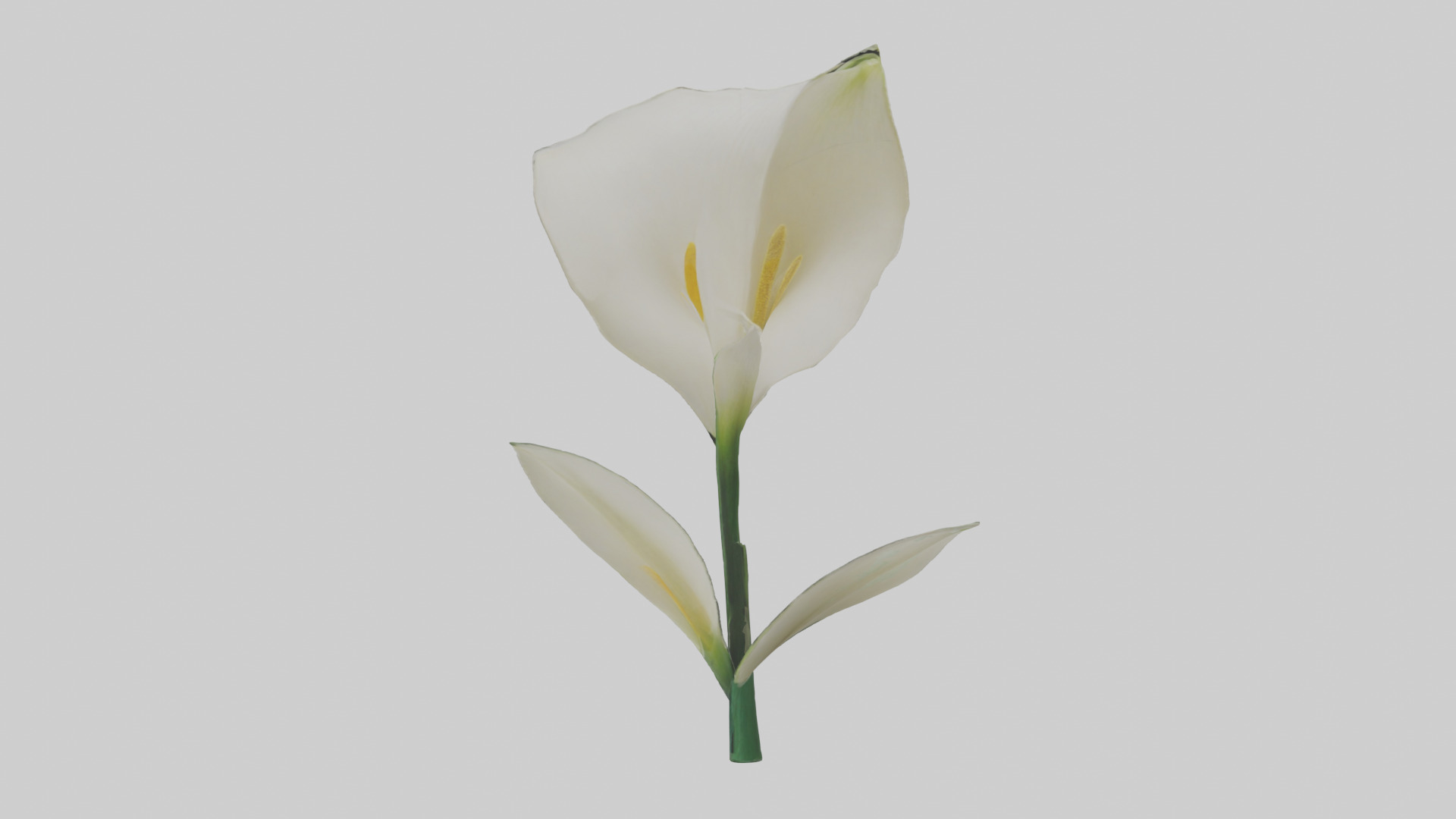 Calla Lily model Low-poly 3D model_1