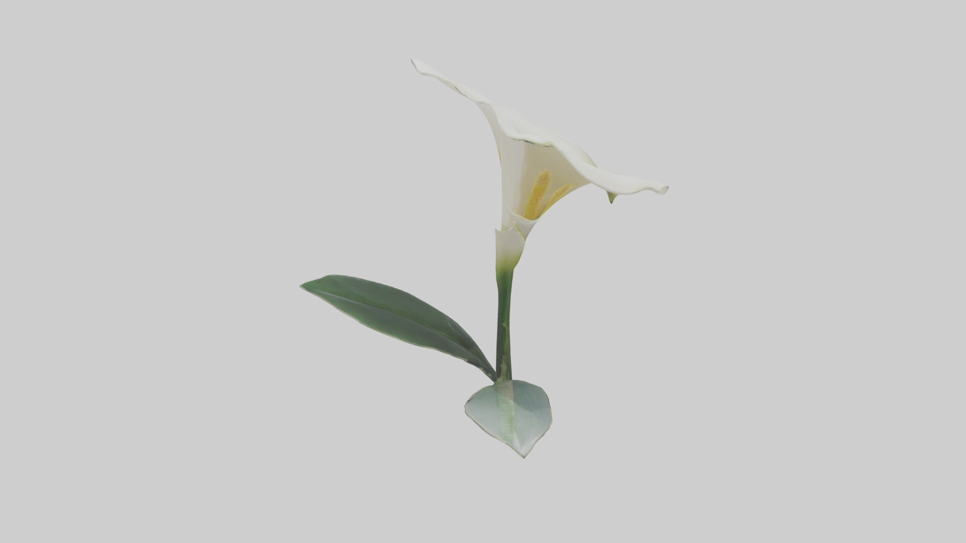 Calla Lily model Low-poly 3D model_25
