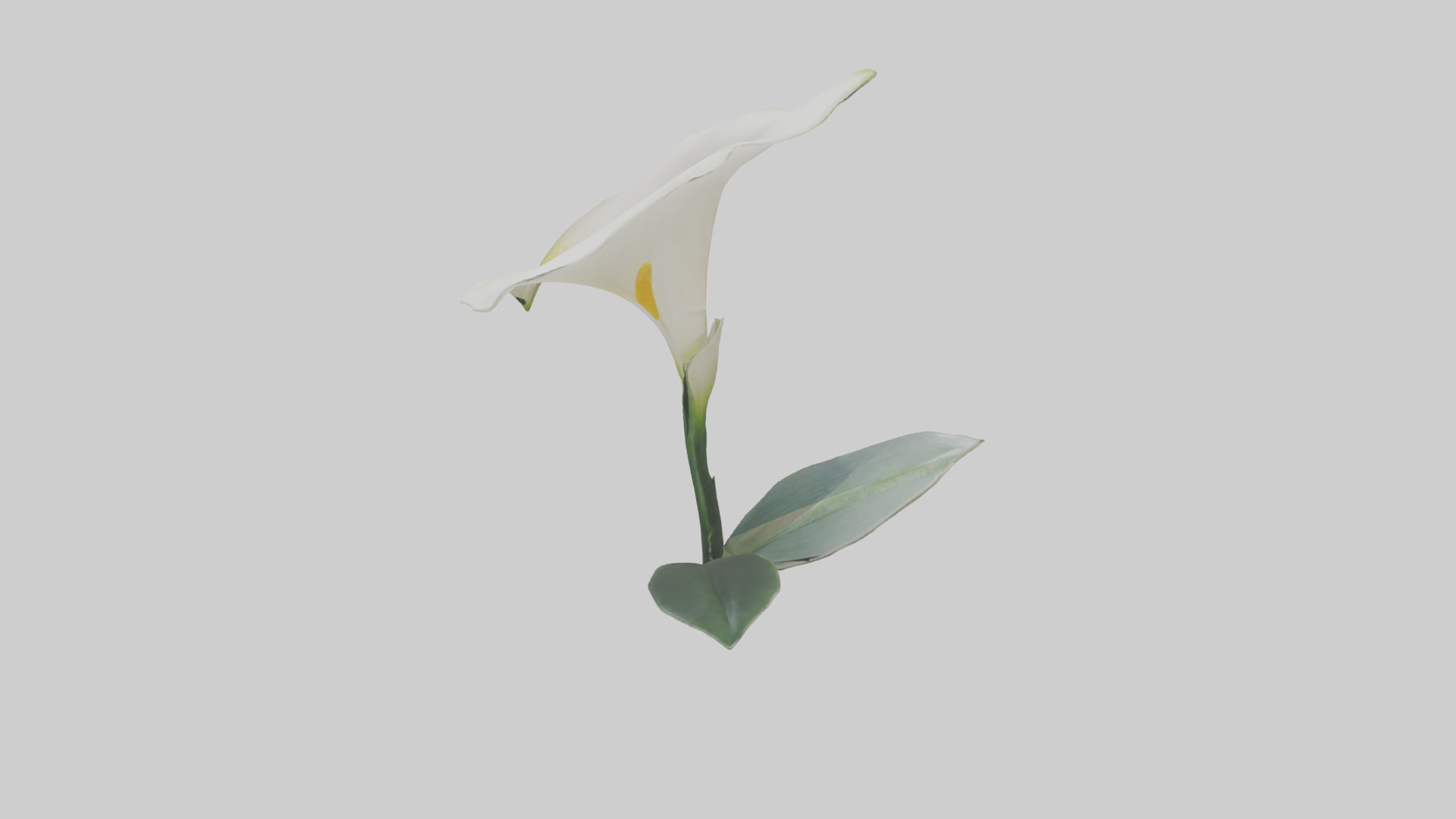 Calla Lily model Low-poly 3D model_27