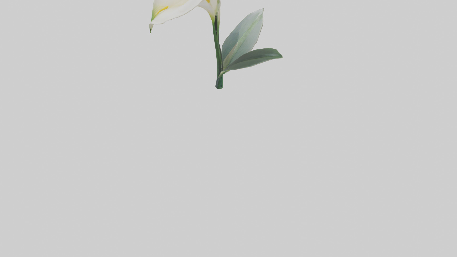 Calla Lily model Low-poly 3D model_5