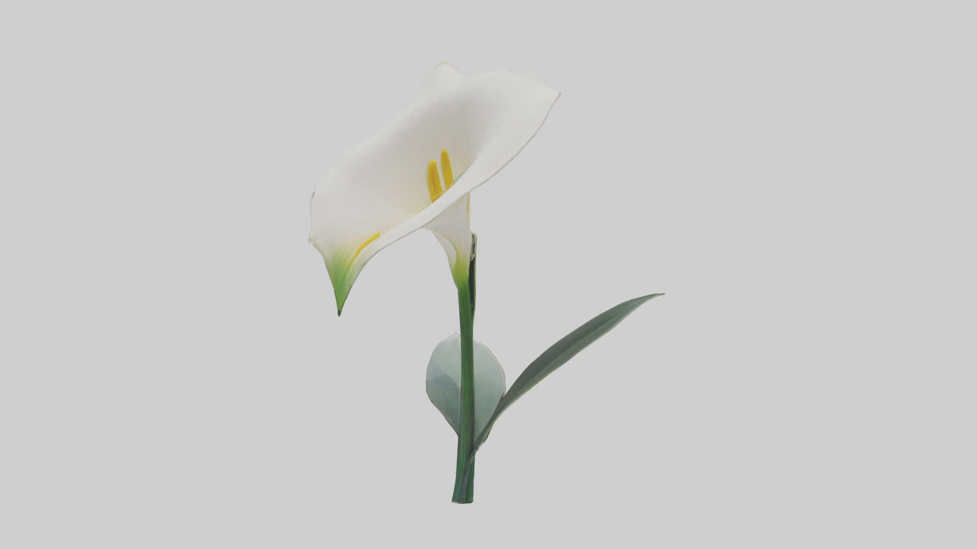 Calla Lily model Low-poly 3D model_9